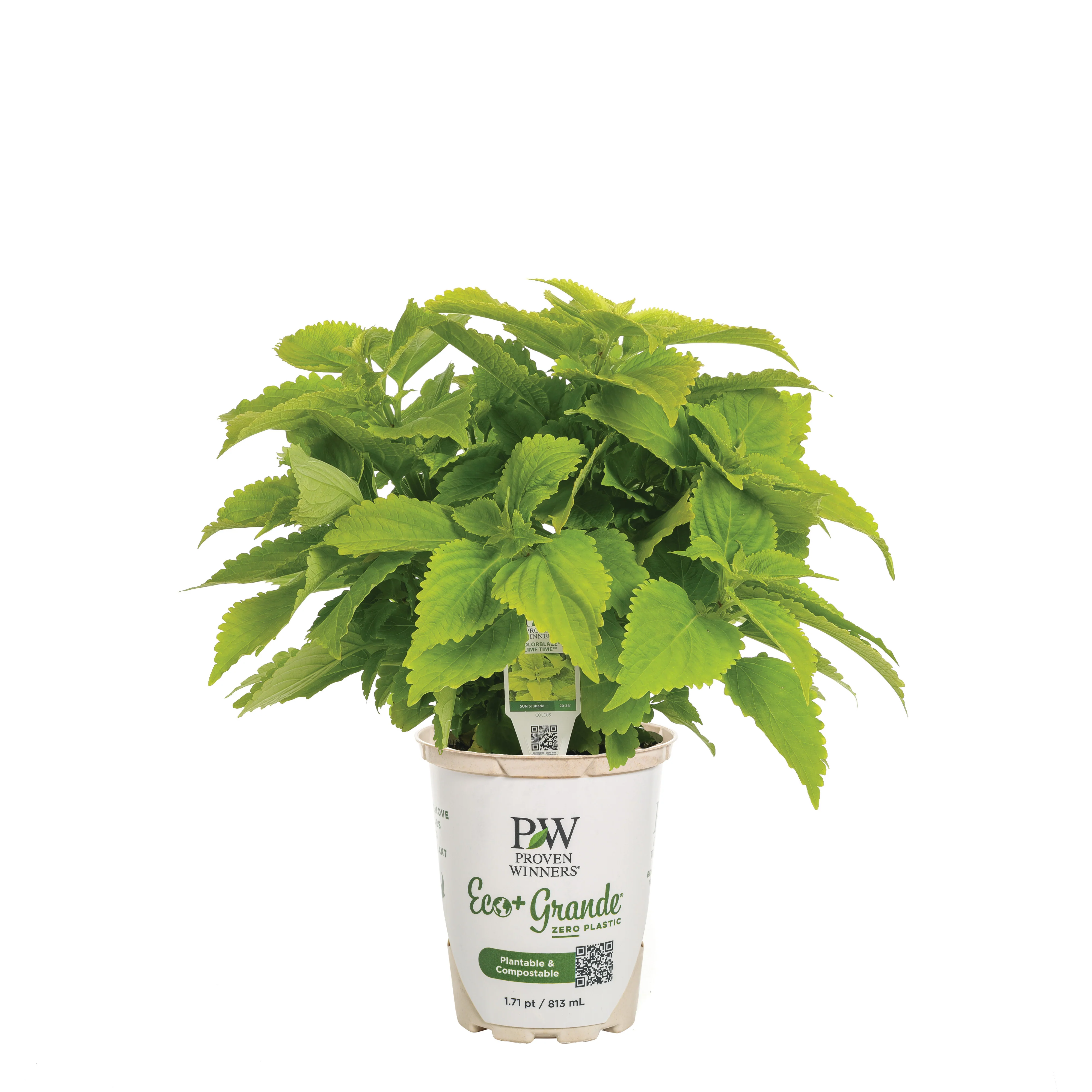 ColorBlaze® Lime Time® Coleus (scutellarioides) - Image 2