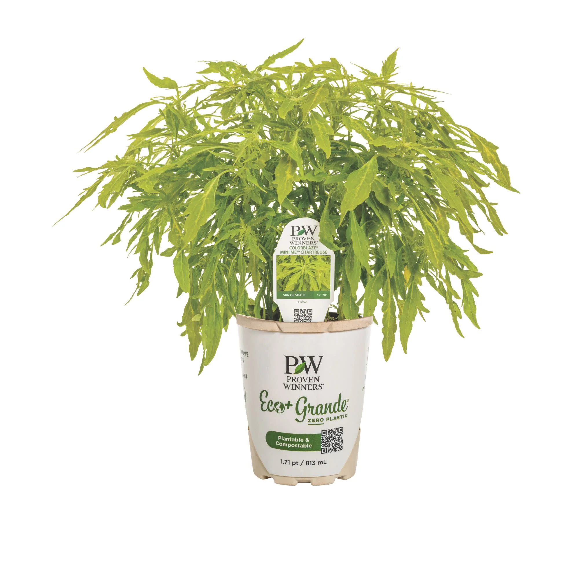 ColorBlaze® Mini Me™ Chartreuse Coleus (scutellarioides) - Image 2
