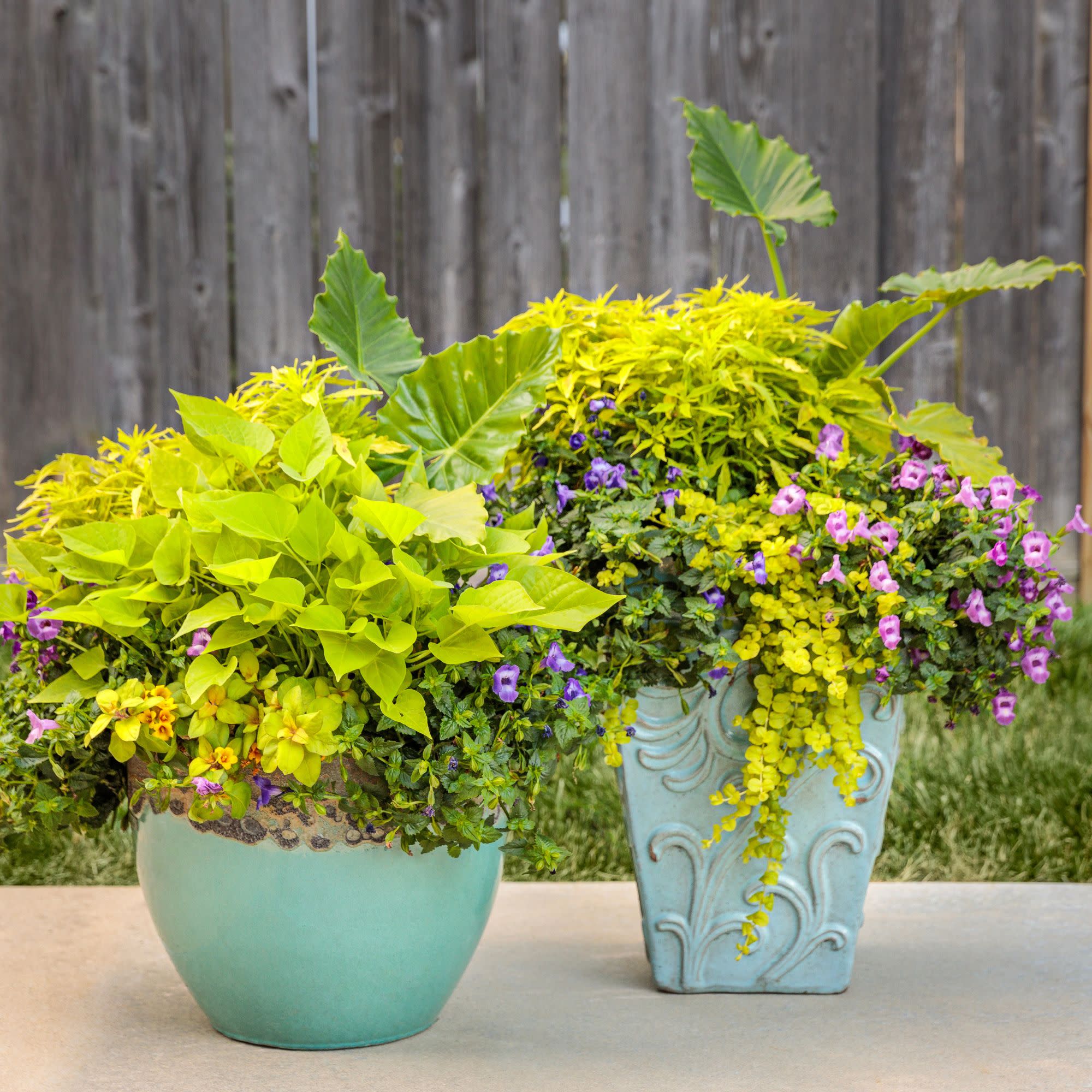 ColorBlaze® Mini Me™ Chartreuse Coleus (scutellarioides) - Image 6