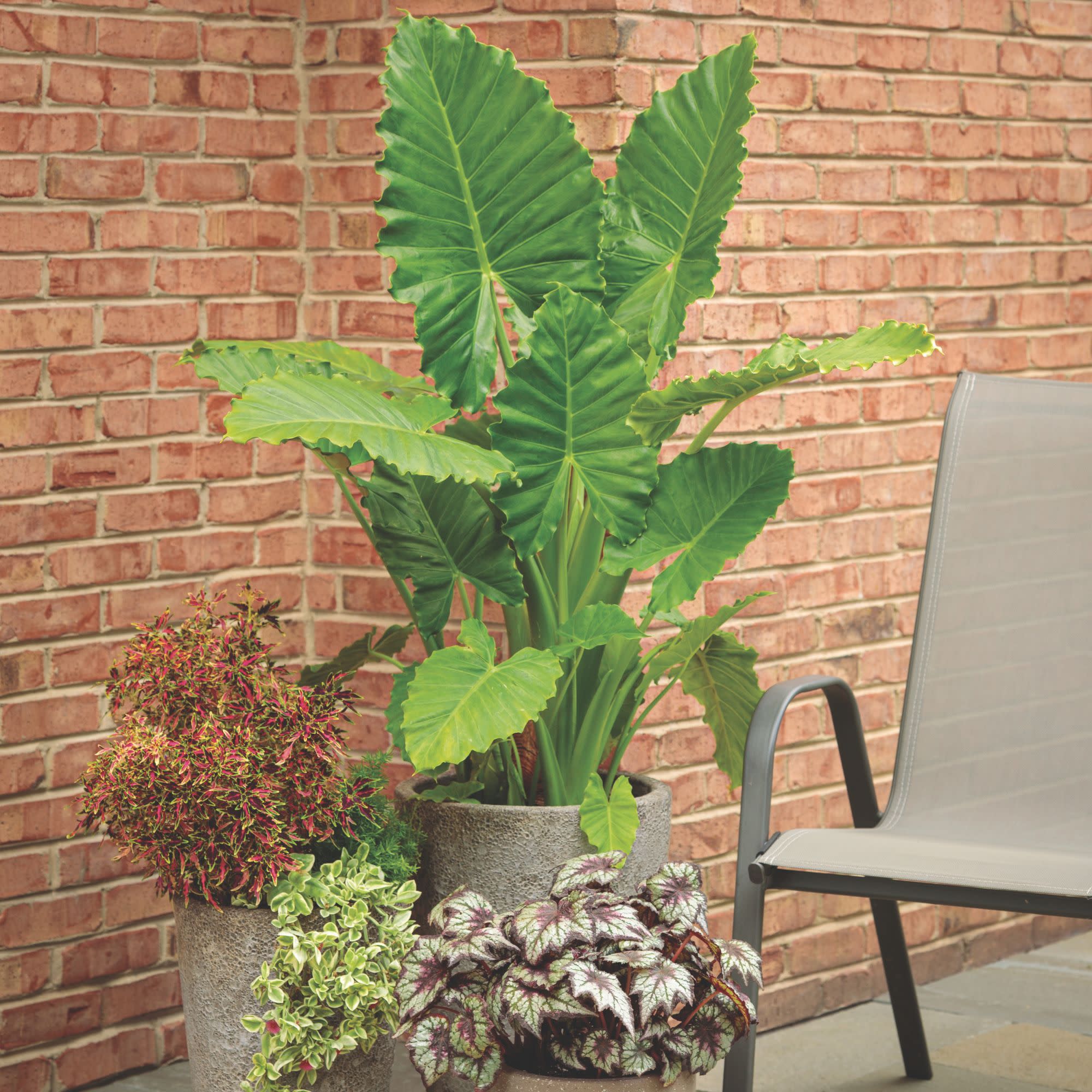 ColorBlaze® Mini Me™ Watermelon Coleus (scutellarioides) - Image 10