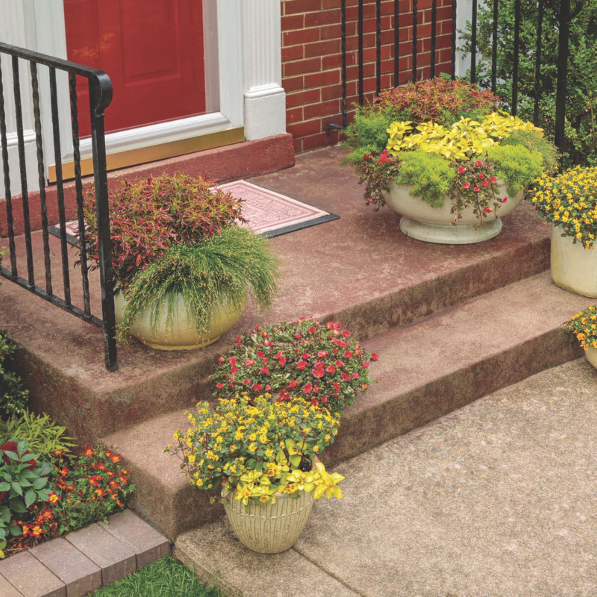 ColorBlaze® Mini Me™ Watermelon Coleus (scutellarioides) - Image 11