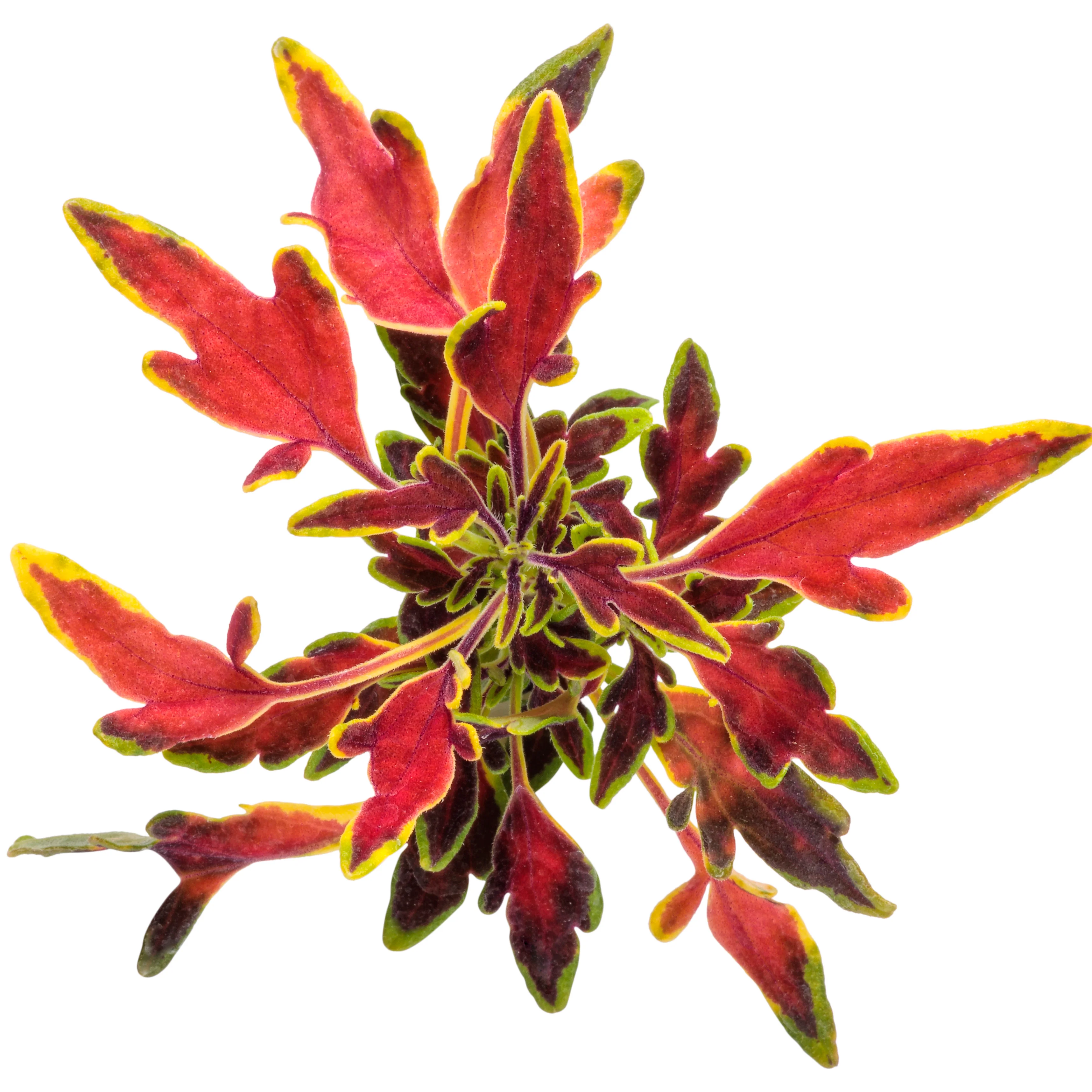 ColorBlaze® Mini Me™ Watermelon Coleus (scutellarioides) - Image 12