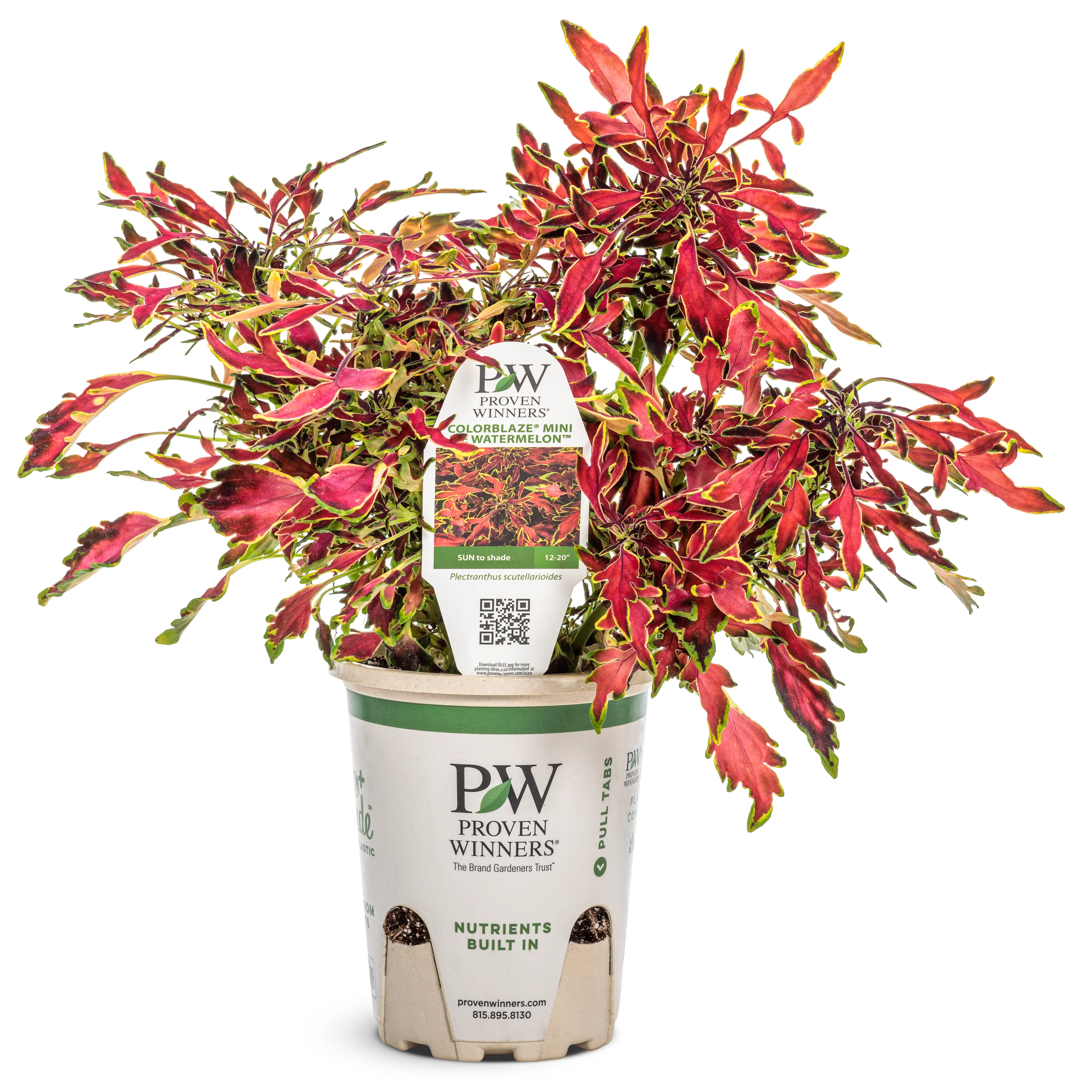 ColorBlaze® Mini Me™ Watermelon Coleus (scutellarioides) - Image 2