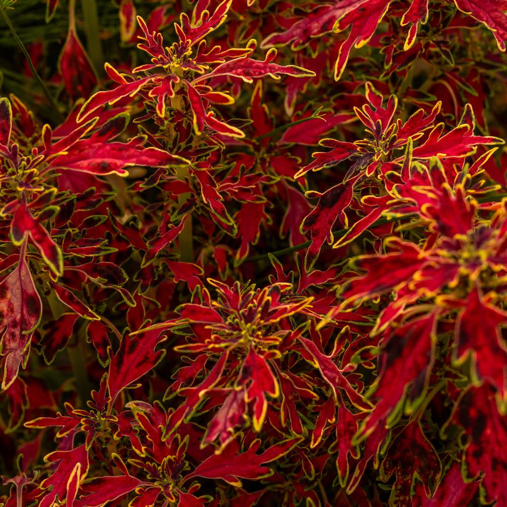 ColorBlaze® Mini Me™ Watermelon Coleus (scutellarioides) - Image 4