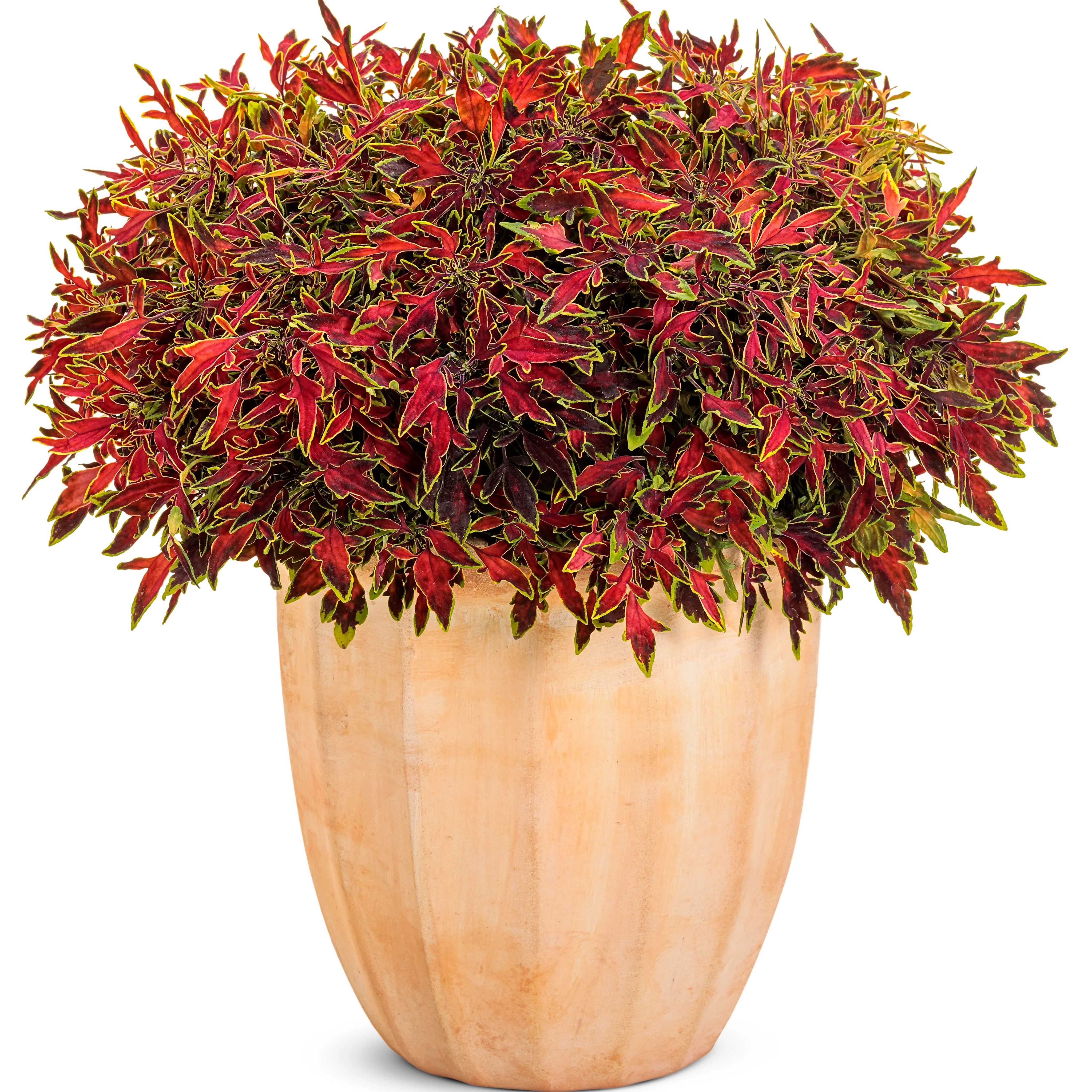 ColorBlaze® Mini Me™ Watermelon Coleus (scutellarioides) - Image 5