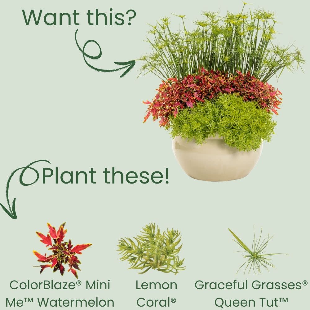 ColorBlaze® Mini Me™ Watermelon Coleus (scutellarioides) - Image 6