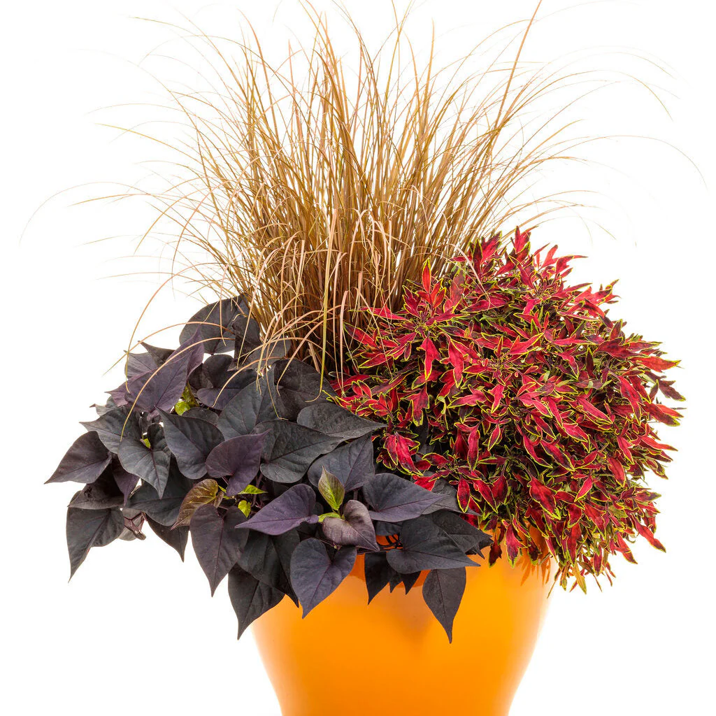 ColorBlaze® Mini Me™ Watermelon Coleus (scutellarioides) - Image 7