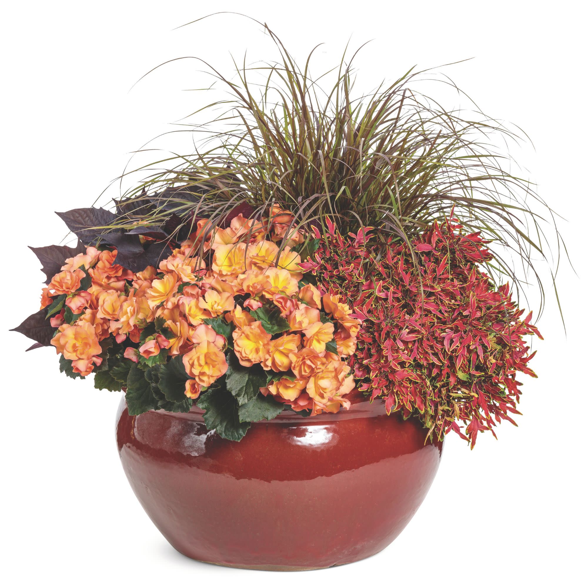 ColorBlaze® Mini Me™ Watermelon Coleus (scutellarioides) - Image 8