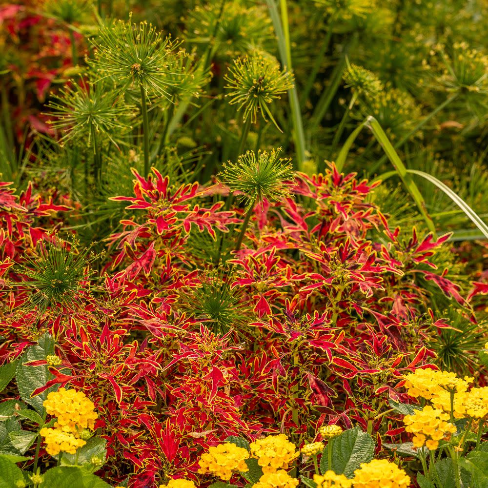 ColorBlaze® Mini Me™ Watermelon Coleus (scutellarioides) - Image 9