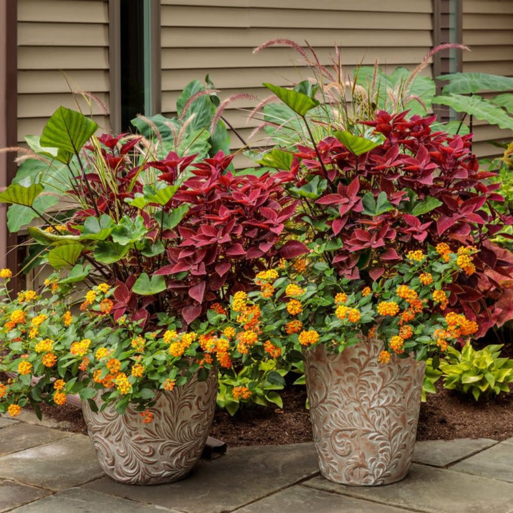 Limited Edition Royale™ | ColorBlaze® Rediculous® Coleus (scutellarioides) - Image 13