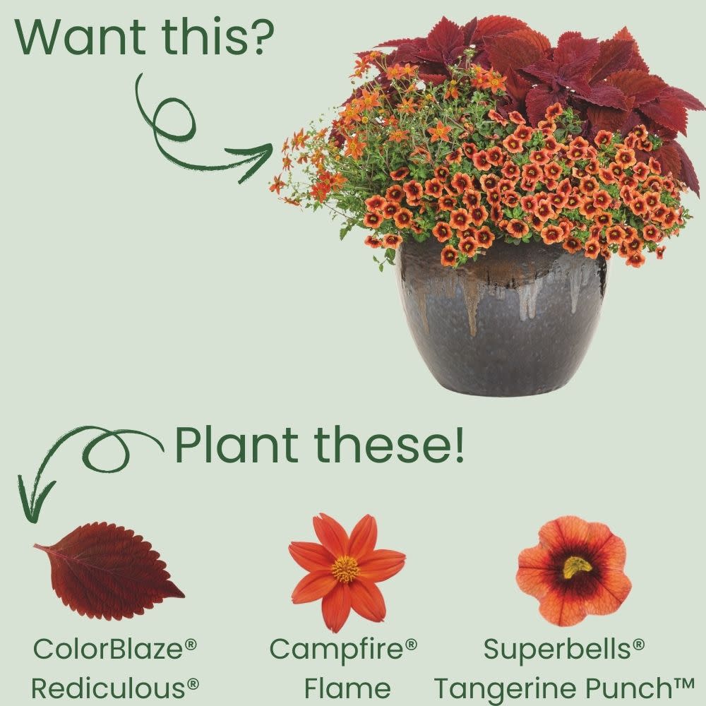 Limited Edition Royale™ | ColorBlaze® Rediculous® Coleus (scutellarioides) - Image 5