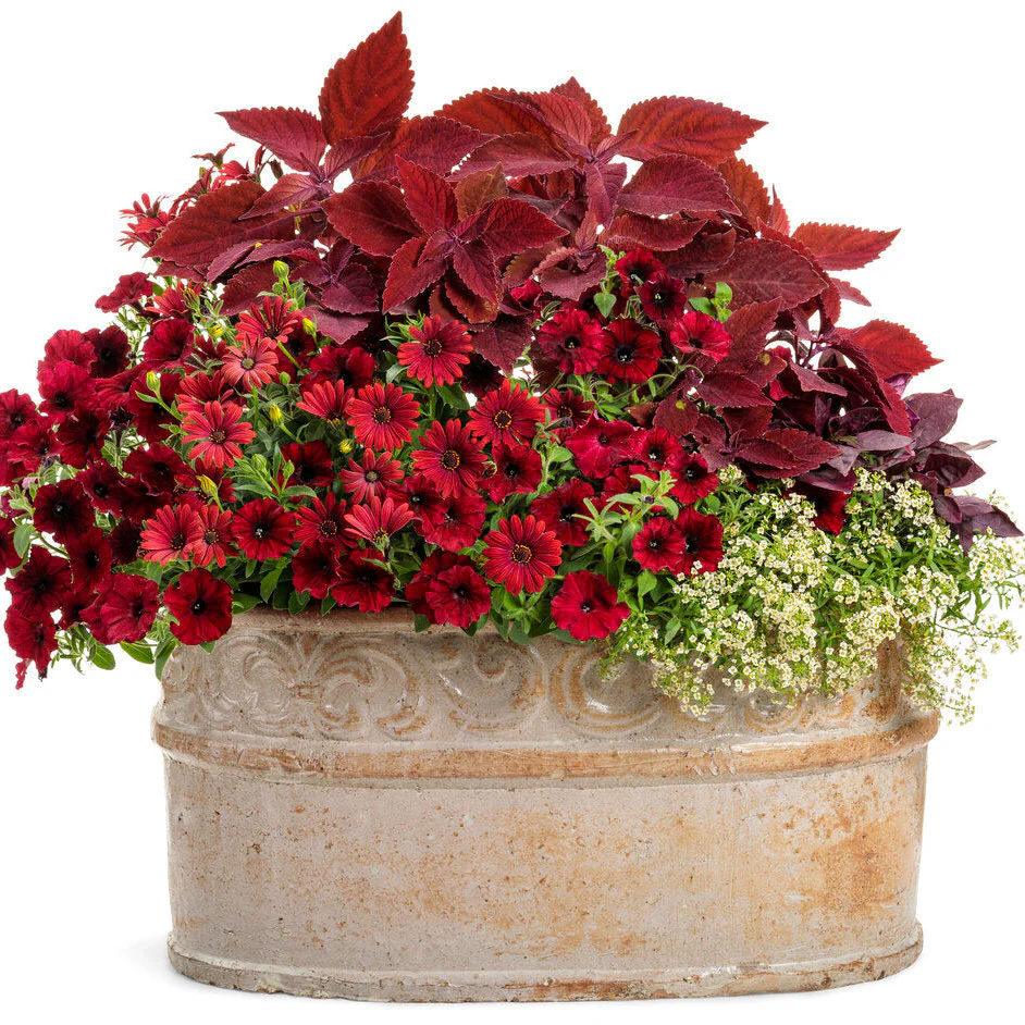 Limited Edition Royale™ | ColorBlaze® Rediculous® Coleus (scutellarioides) - Image 7