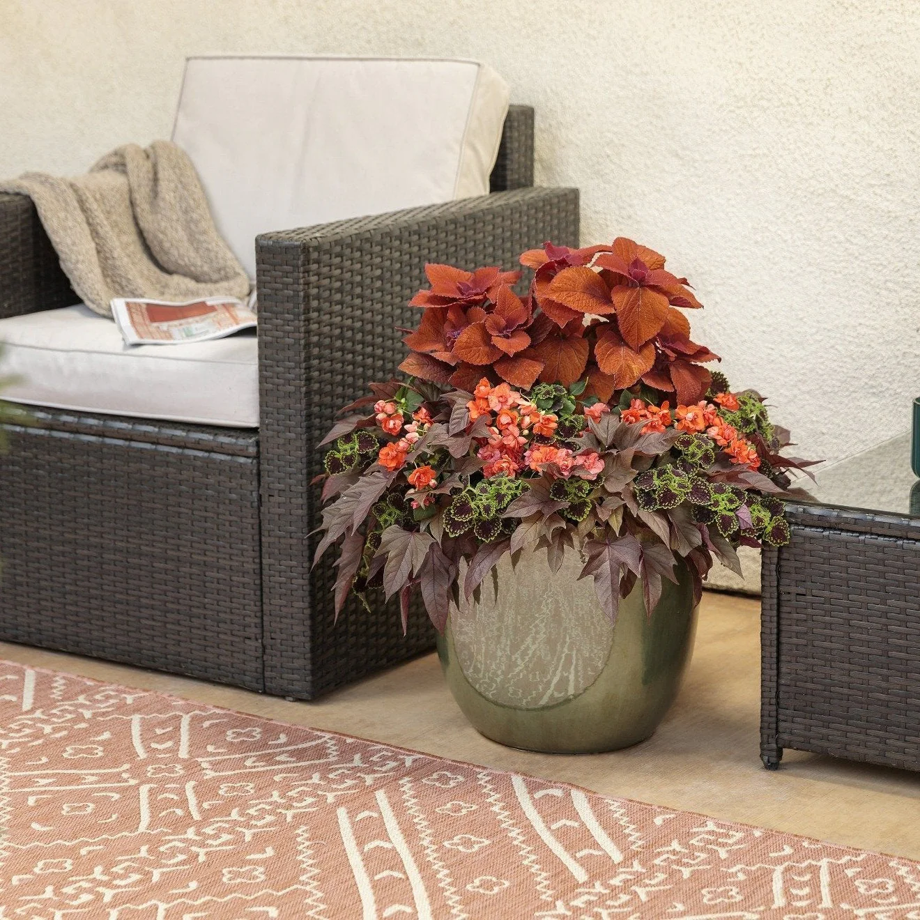 ColorBlaze® Sedona Sunset® Coleus (scutellarioides) - Image 7