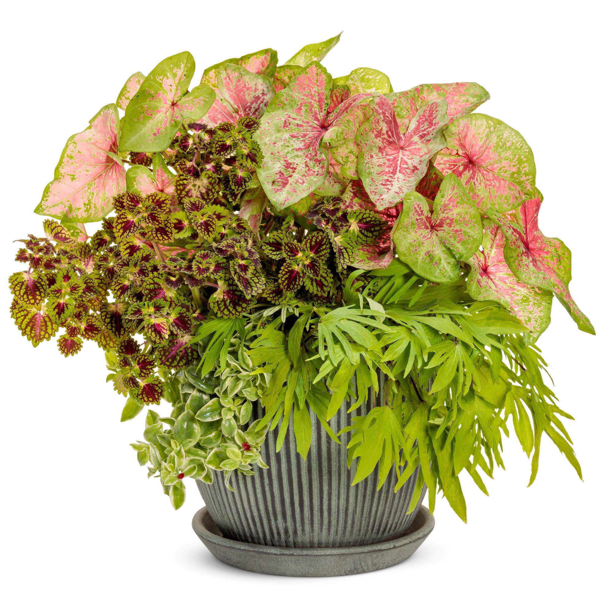 ColorBlaze® Strawberry Drop Coleus (scutellarioides) - Image 11