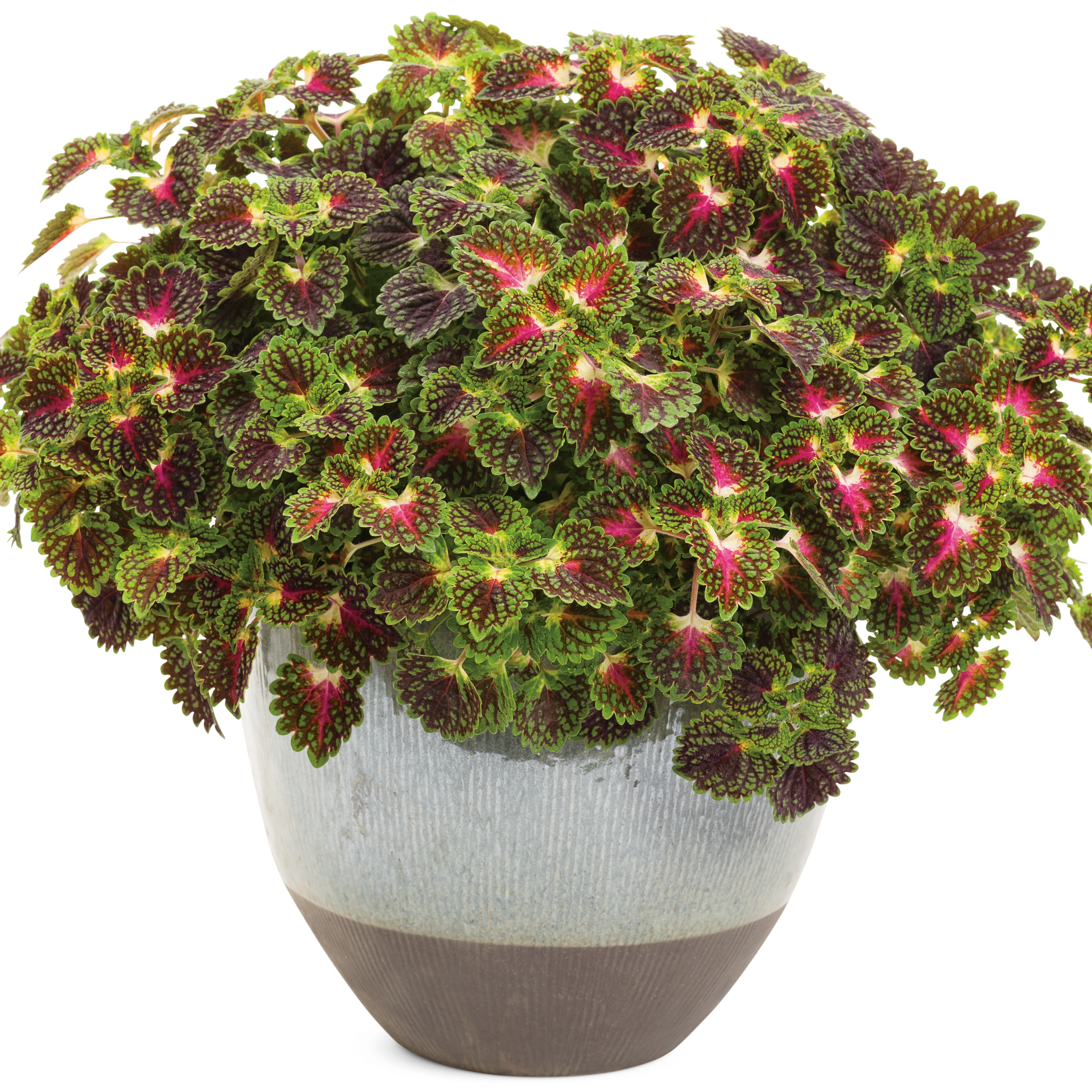 ColorBlaze® Strawberry Drop Coleus (scutellarioides) - Image 4