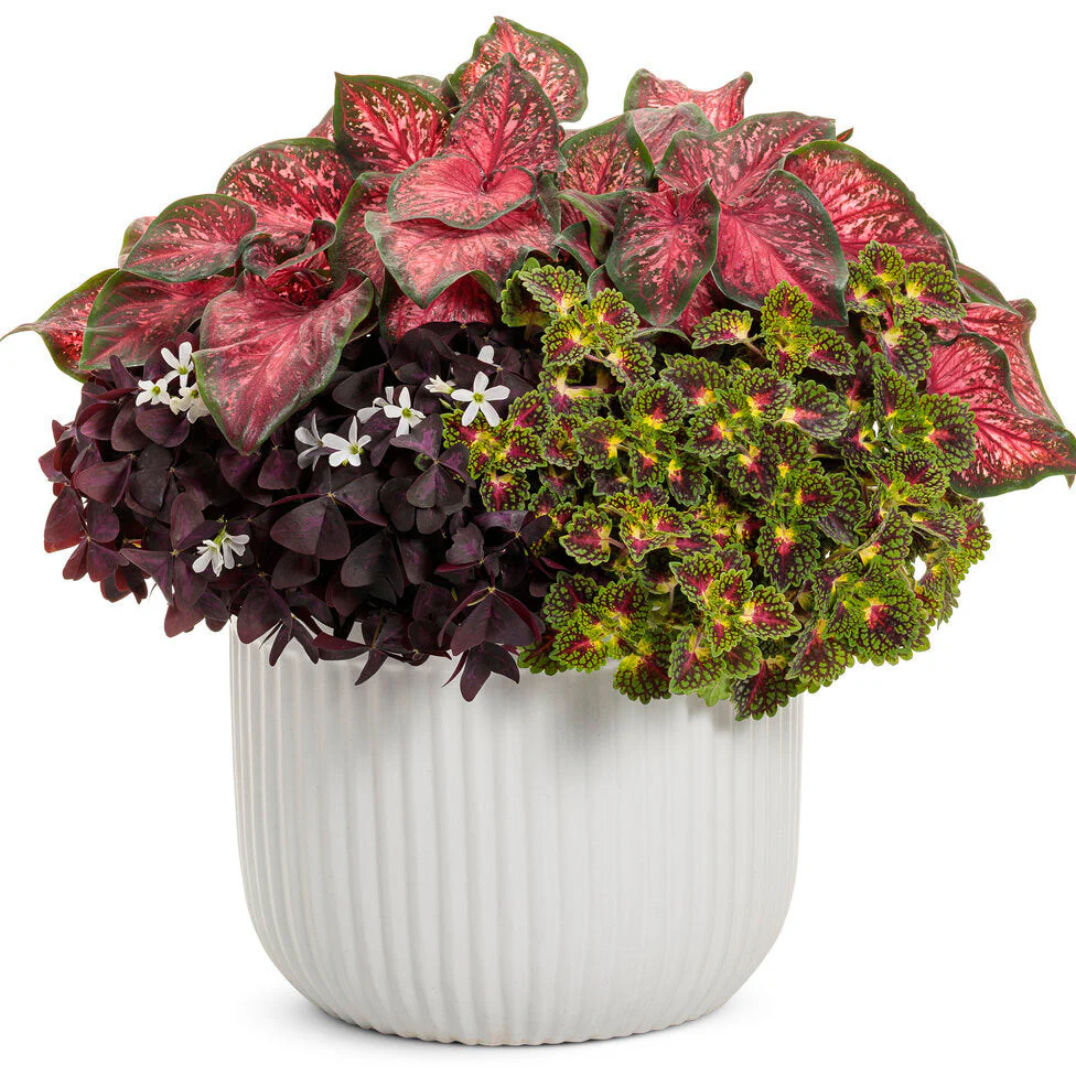 ColorBlaze® Strawberry Drop Coleus (scutellarioides) - Image 7