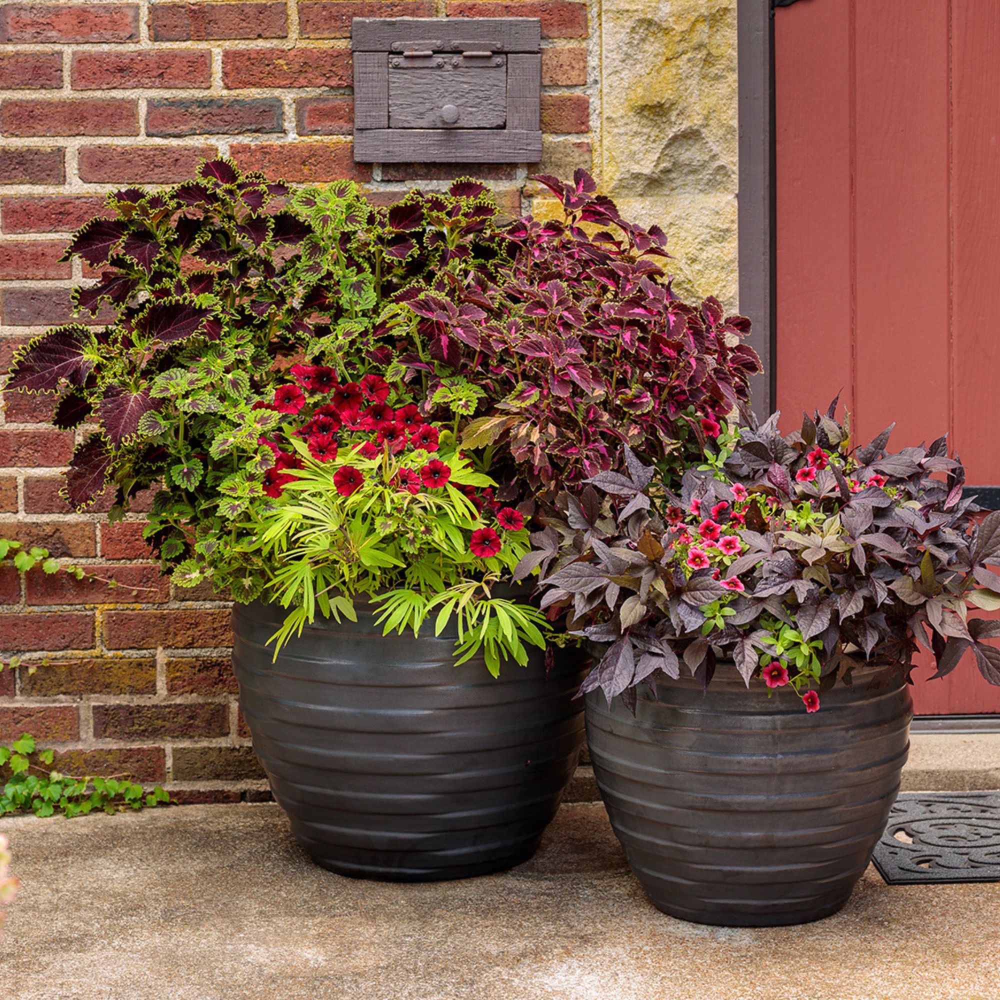 ColorBlaze® Wicked Witch™ Coleus (scutellarioides) - Image 10