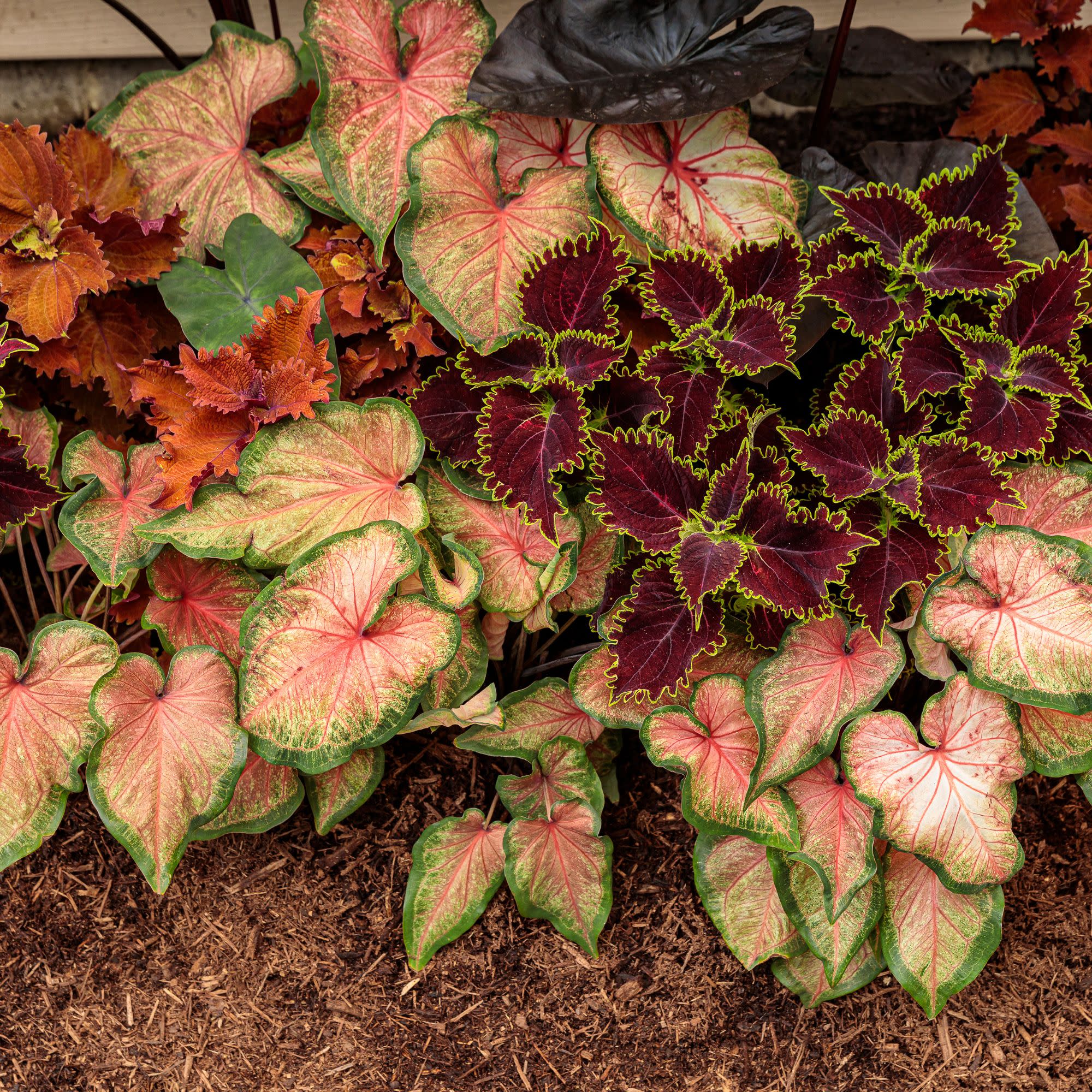 ColorBlaze® Wicked Witch™ Coleus (scutellarioides) - Image 11