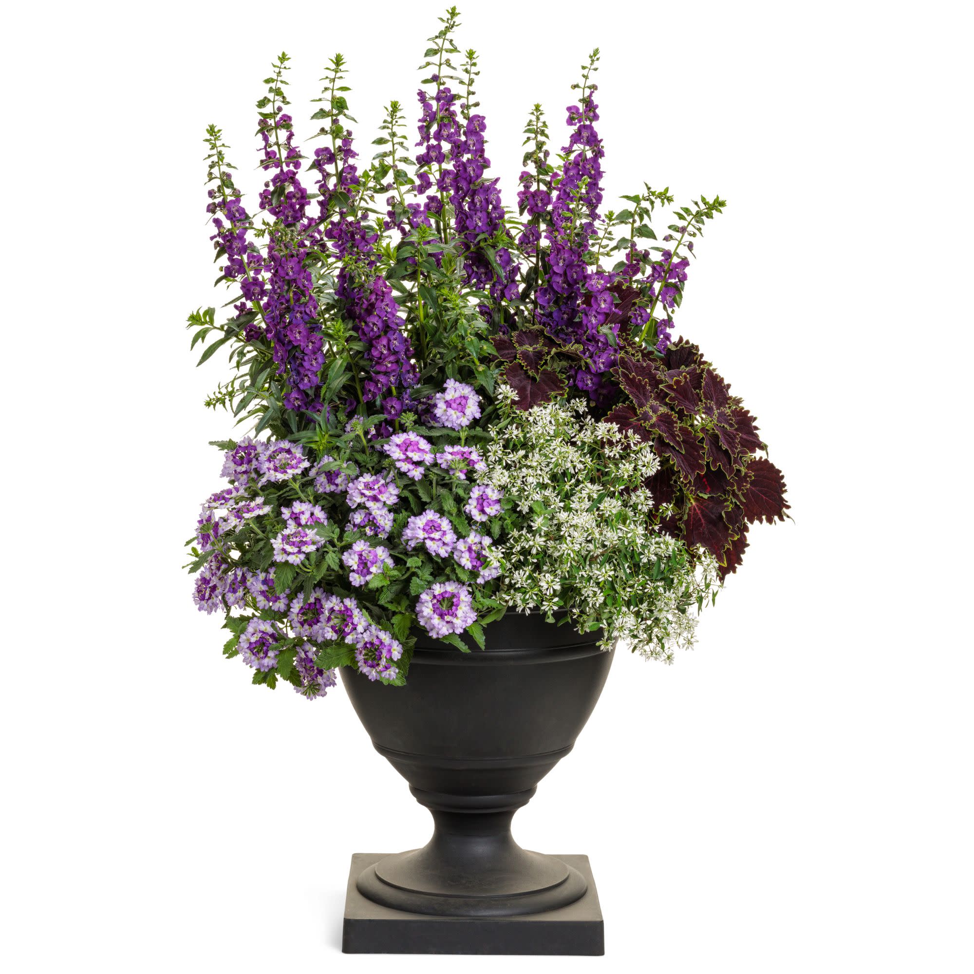 ColorBlaze® Wicked Witch™ Coleus (scutellarioides) - Image 12