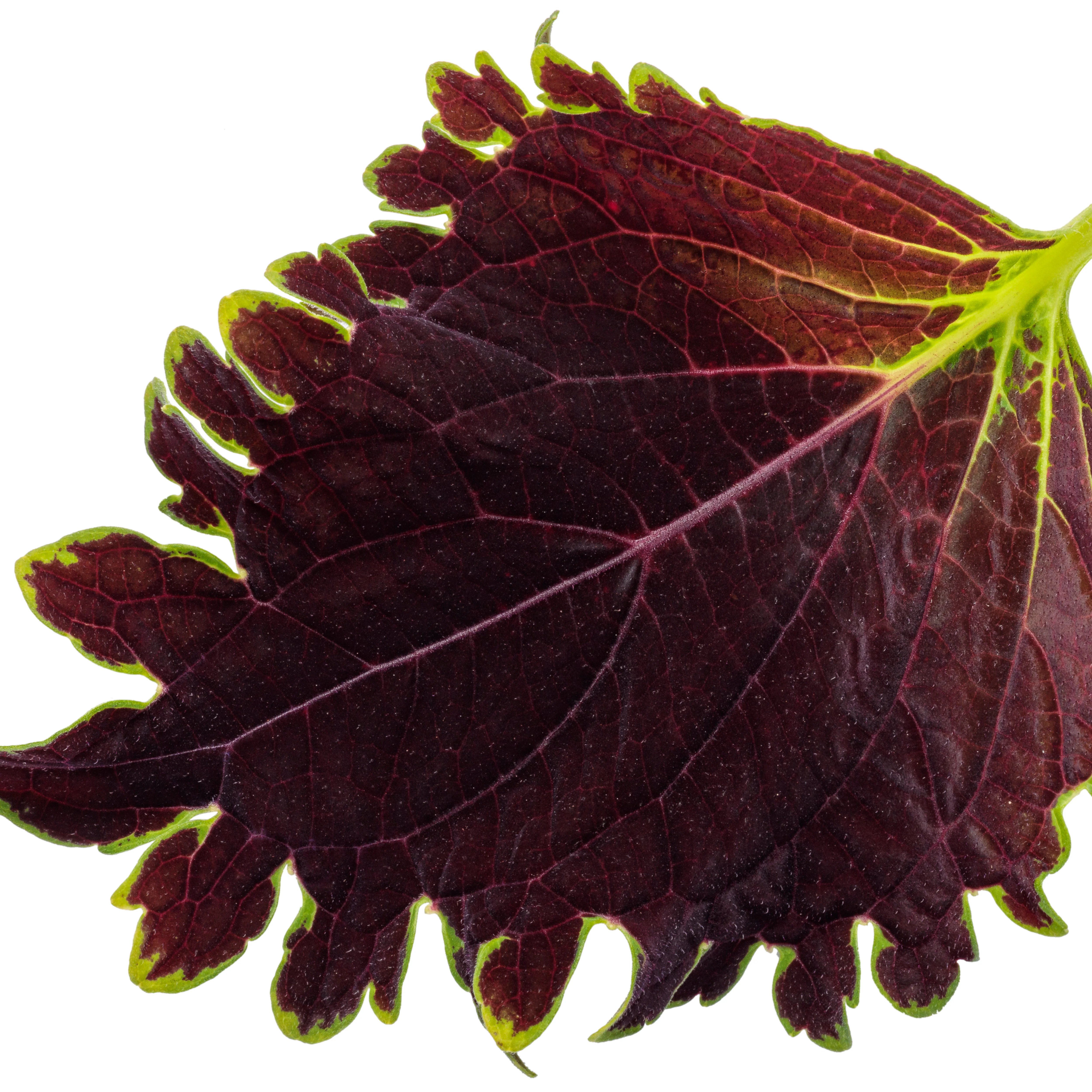 ColorBlaze® Wicked Witch™ Coleus (scutellarioides) - Image 13