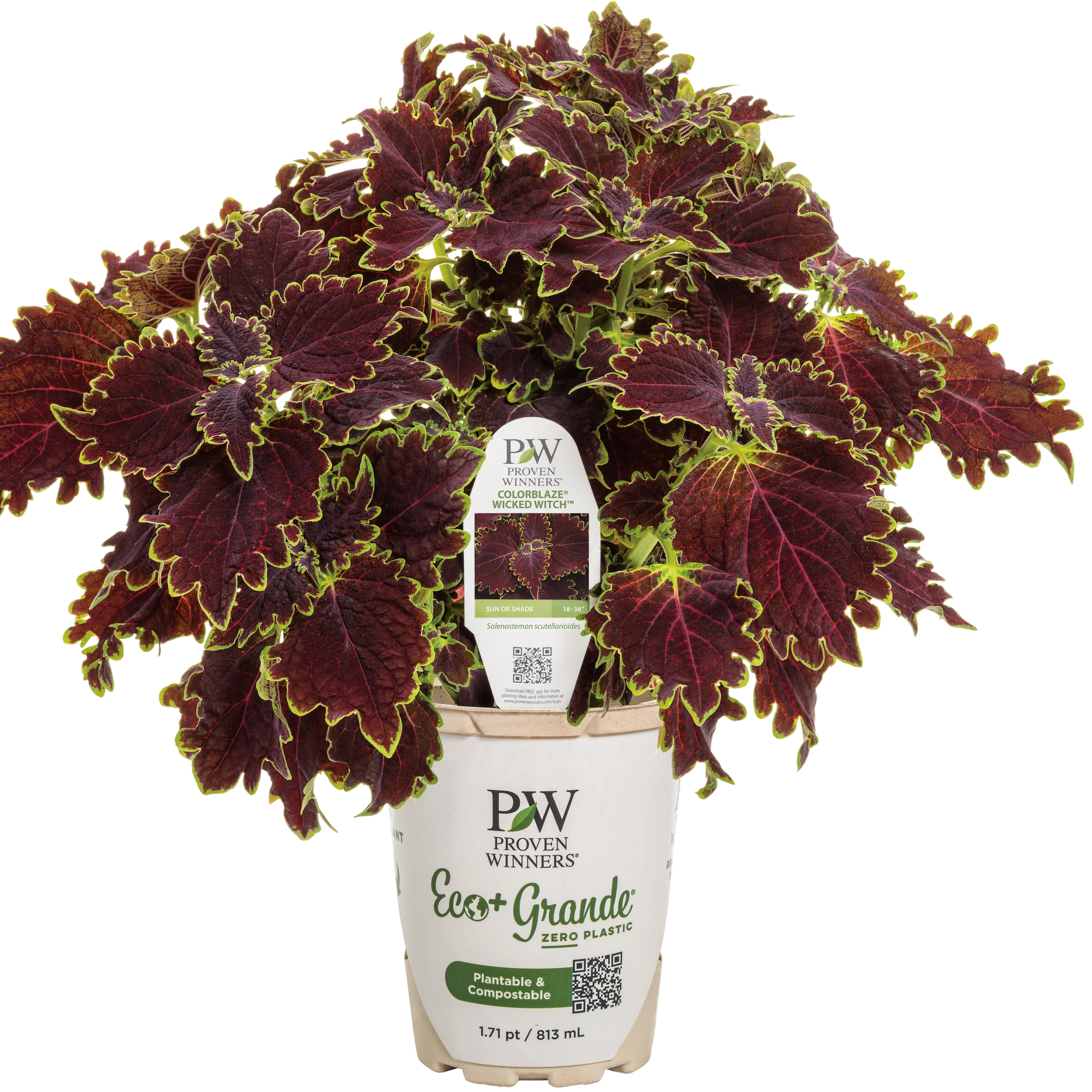 ColorBlaze® Wicked Witch™ Coleus (scutellarioides) - Image 2