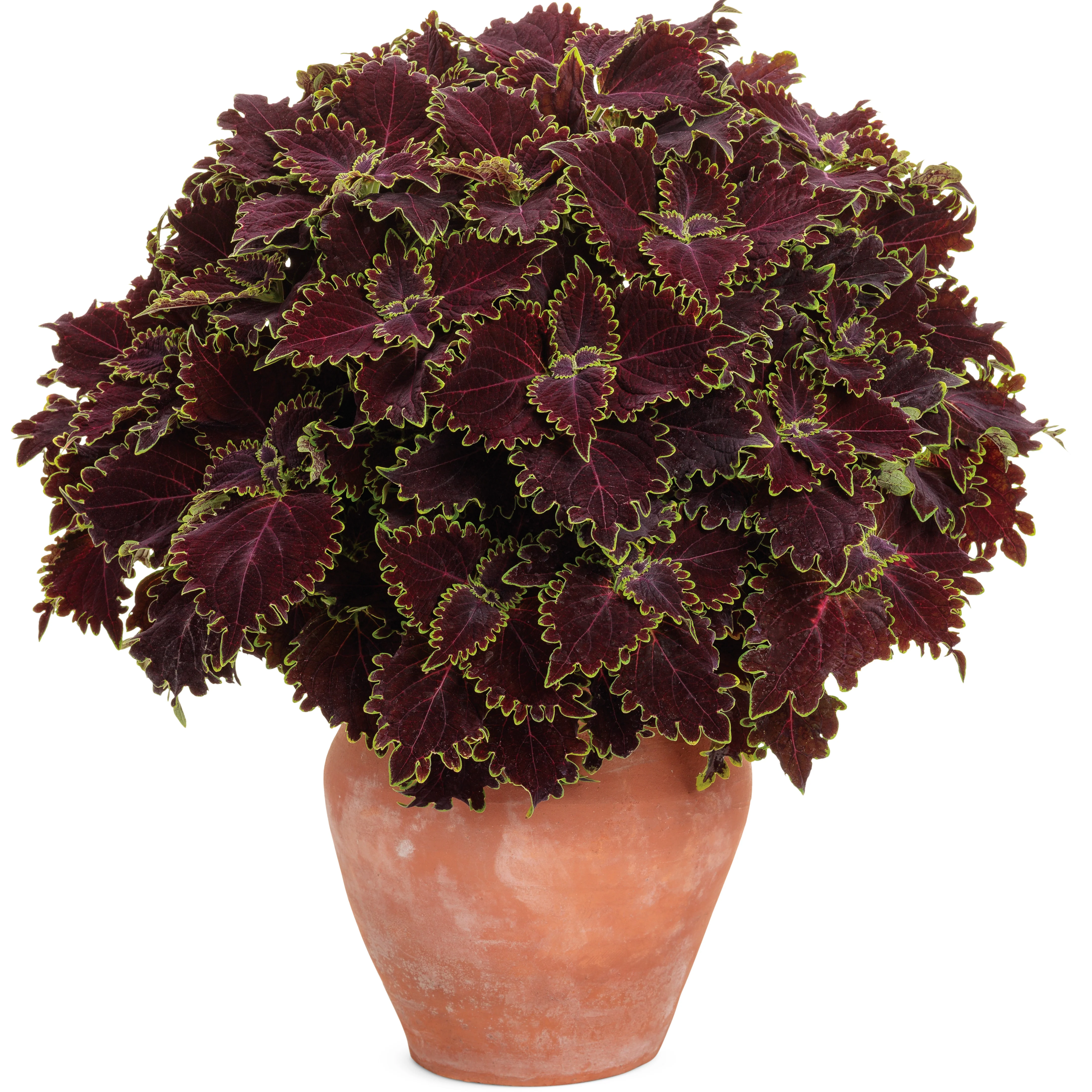 ColorBlaze® Wicked Witch™ Coleus (scutellarioides) - Image 4