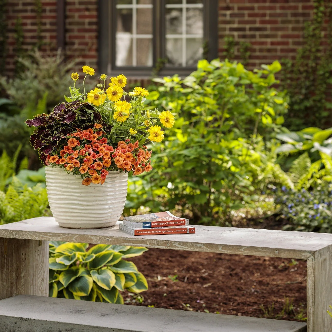 ColorBlaze® Wicked Witch™ Coleus (scutellarioides) - Image 6