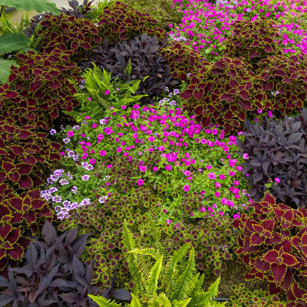 ColorBlaze® Wicked Witch™ Coleus (scutellarioides) - Image 8