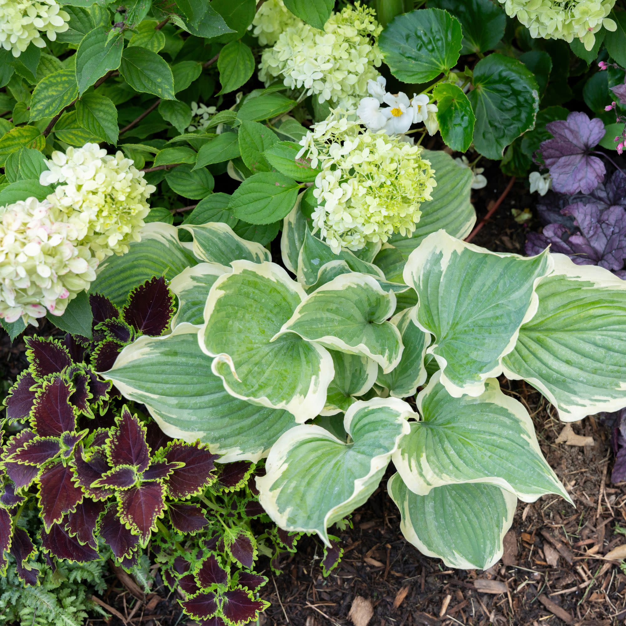ColorBlaze® Wicked Witch™ Coleus (scutellarioides) - Image 9