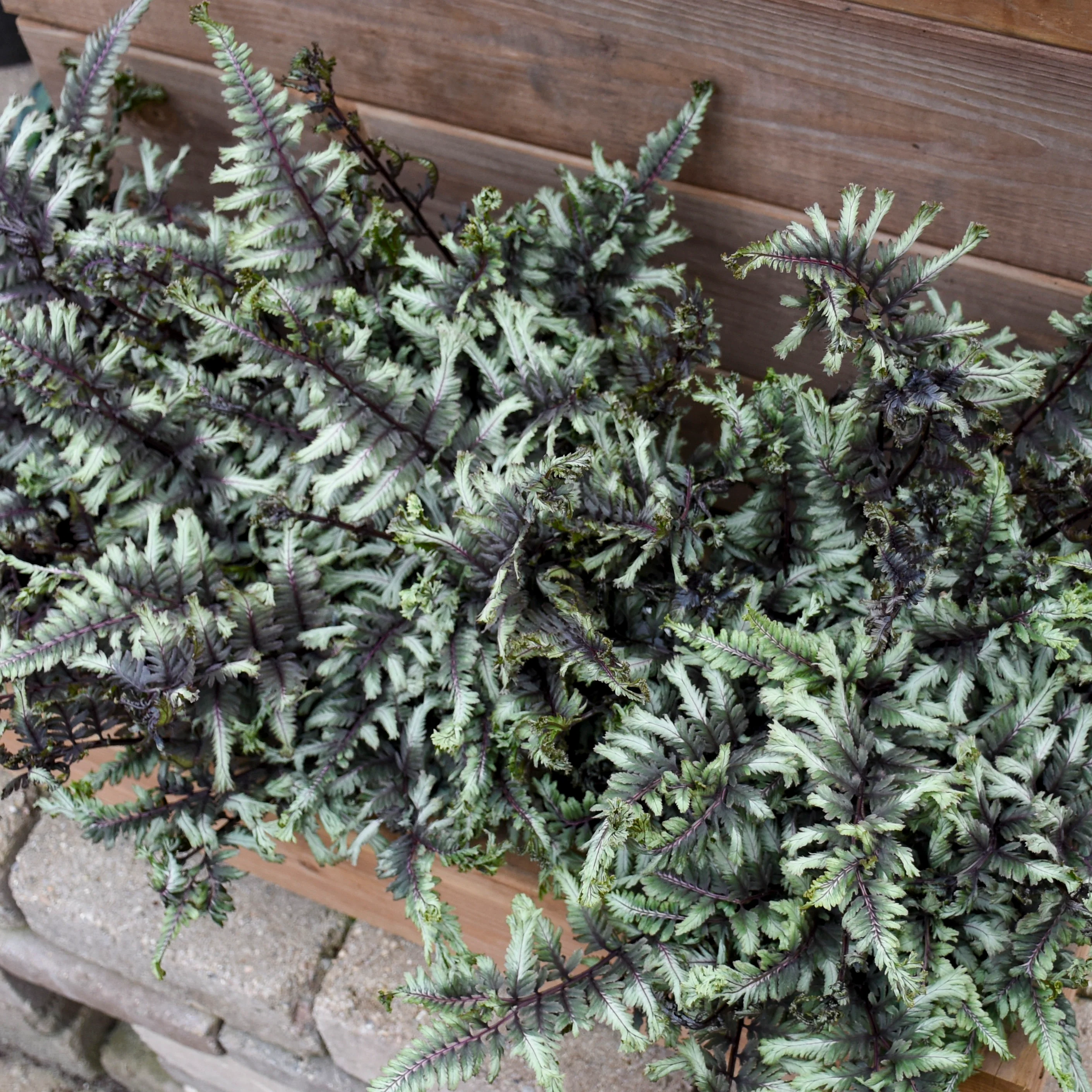'Crested Surf' Crested Japanese Painted Fern (Athyrium niponicum) - Image 10