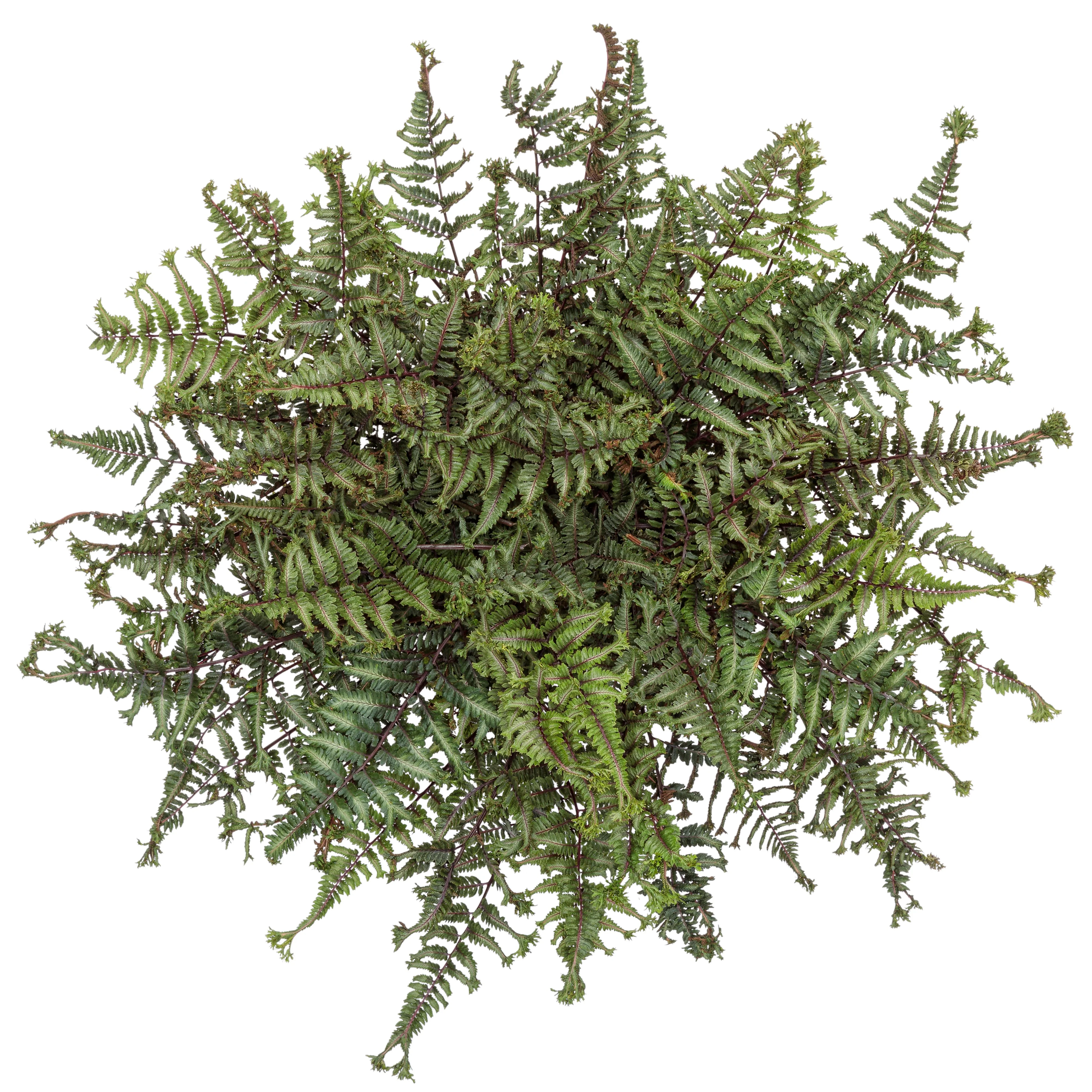 'Crested Surf' Crested Japanese Painted Fern (Athyrium niponicum) - Image 14