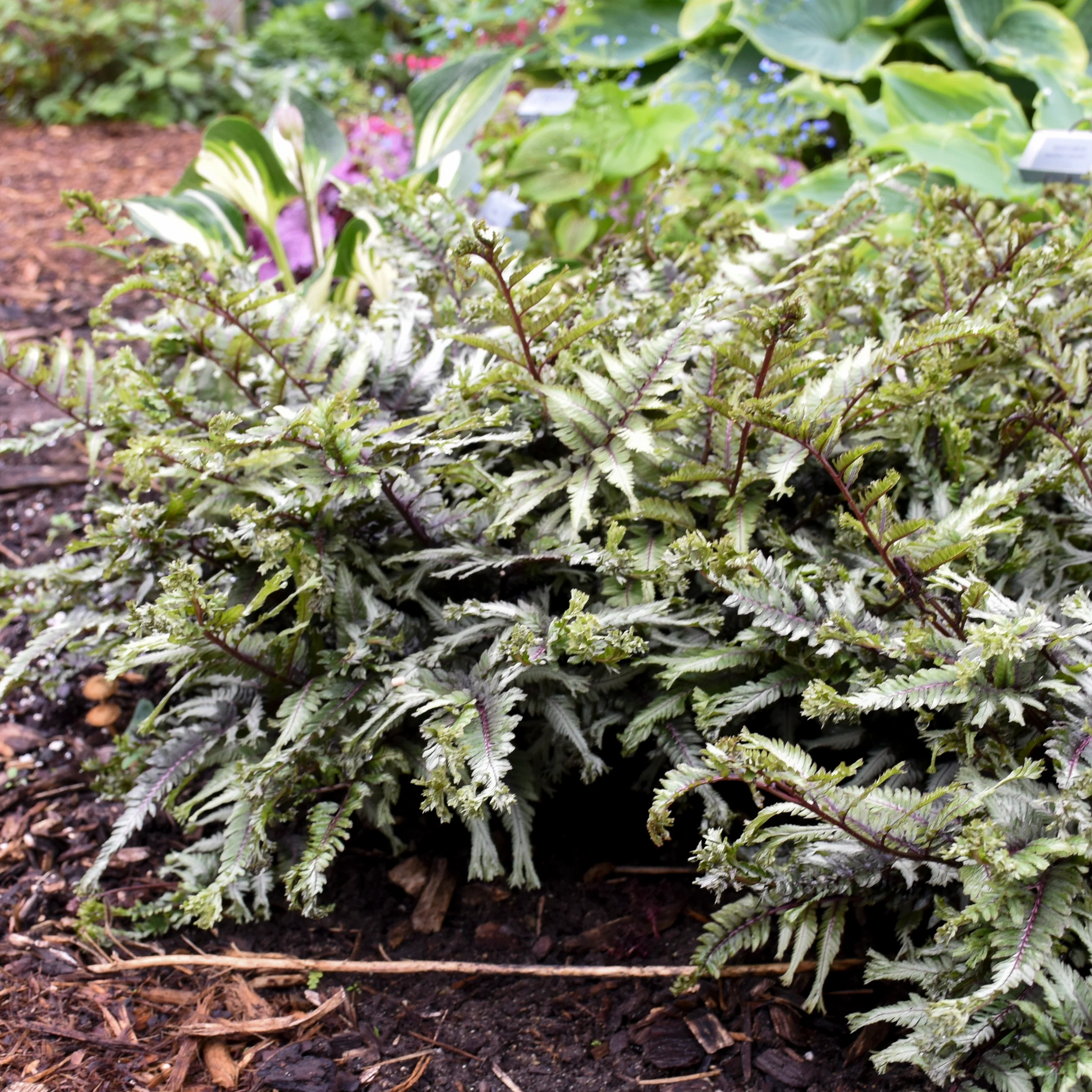 'Crested Surf' Crested Japanese Painted Fern (Athyrium niponicum) - Image 6