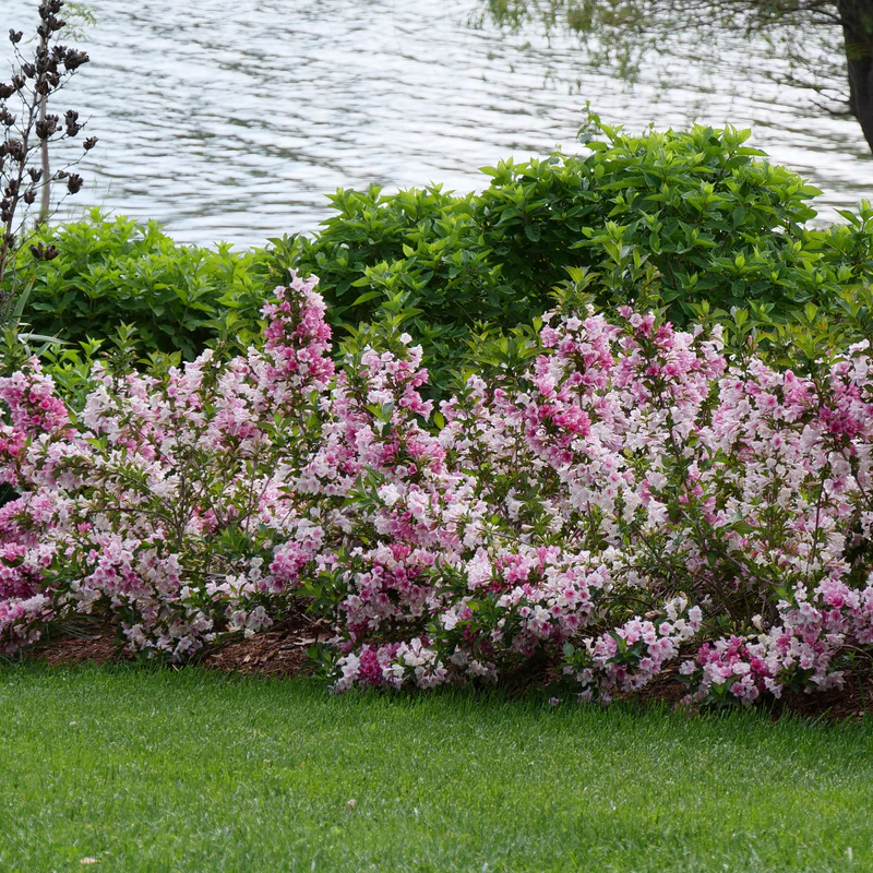 Czechmark Trilogy® Weigela (florida) - Image 5