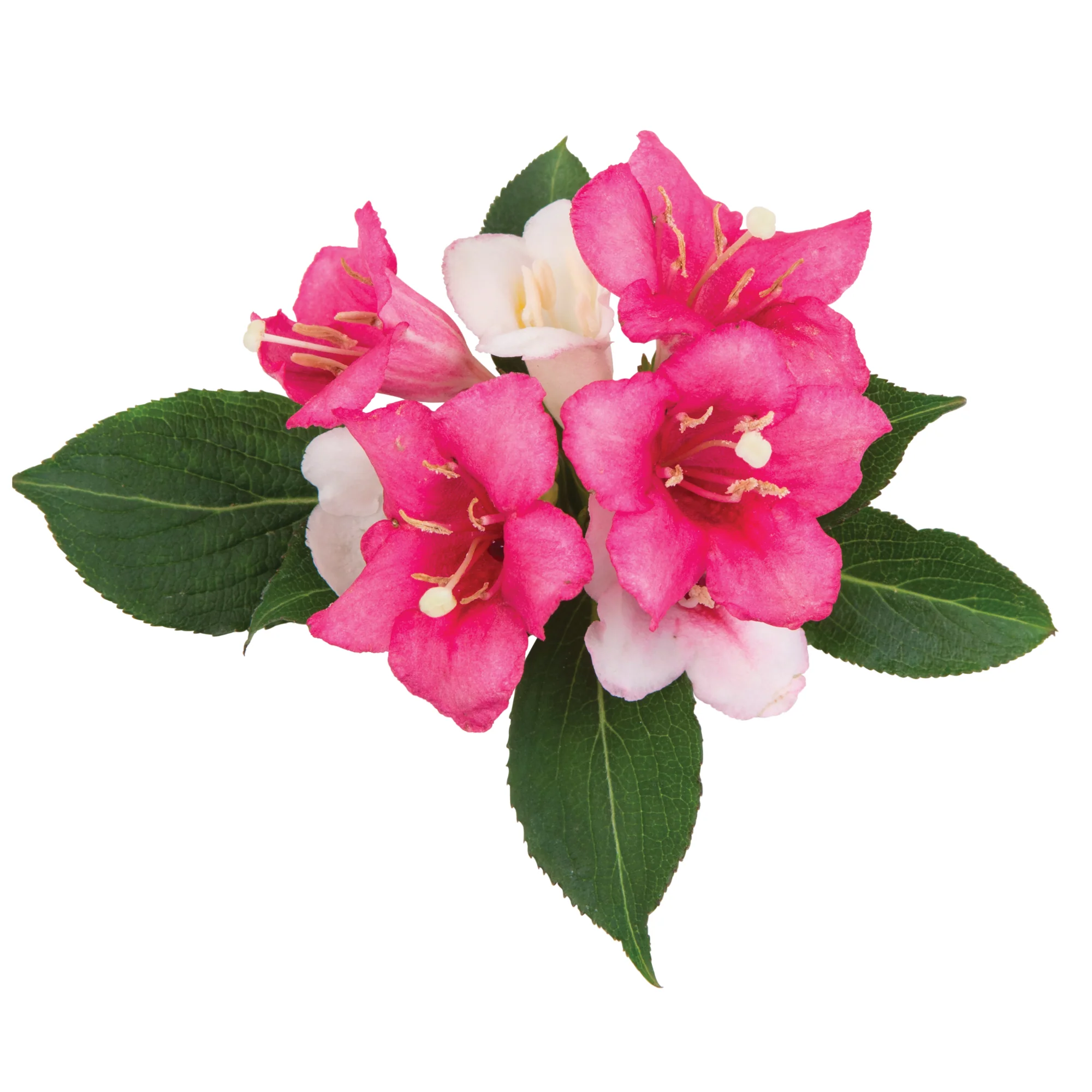 Czechmark Trilogy® Weigela (florida) - Image 6