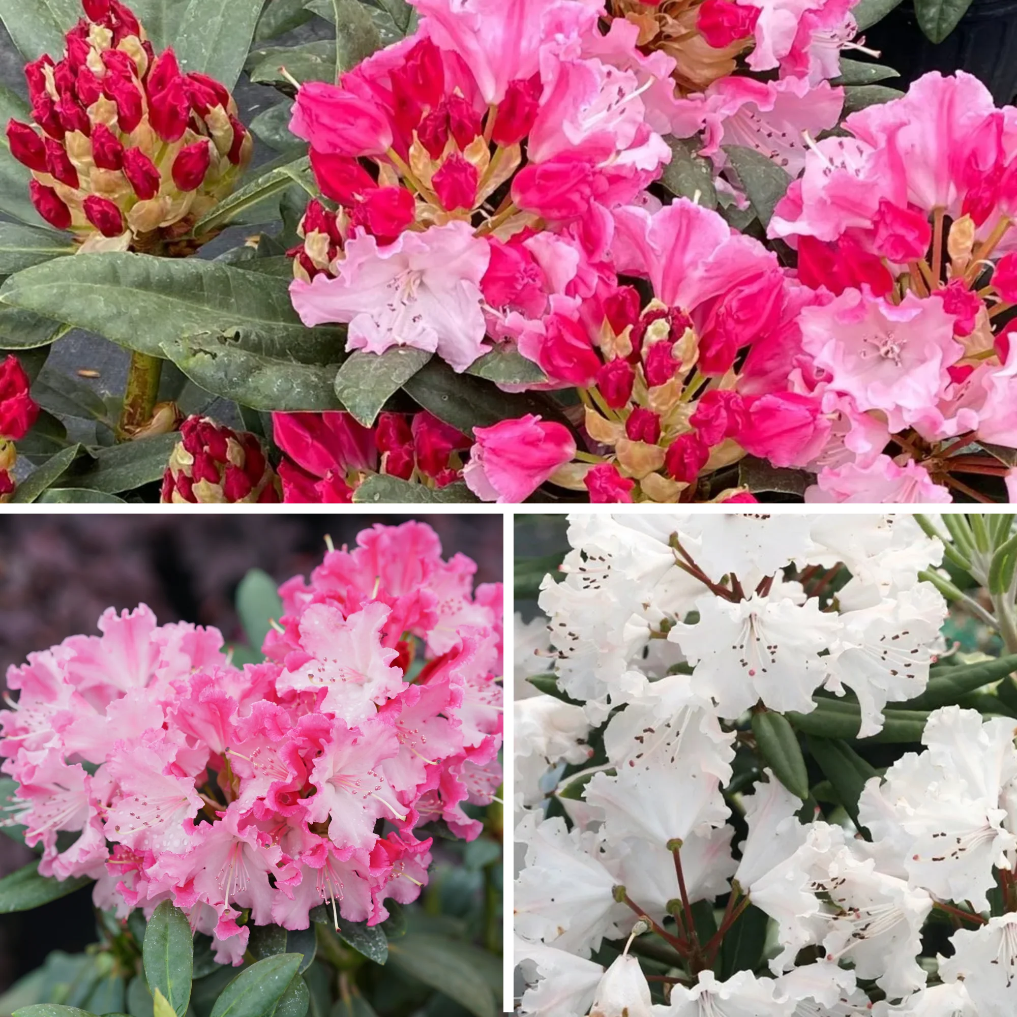 Dandy Man Color Wheel® Rhododendron - Image 3