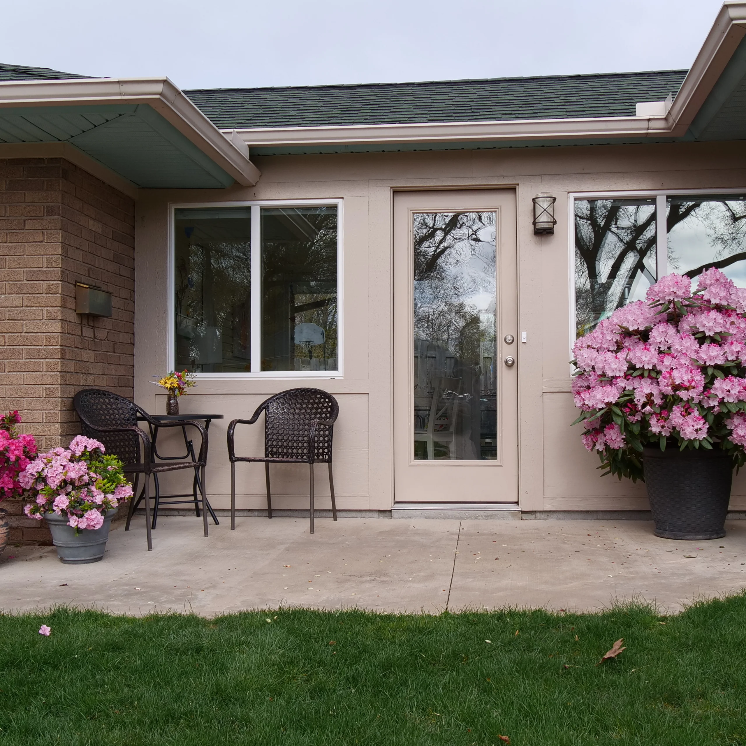 Dandy Man Color Wheel® Rhododendron - Image 4