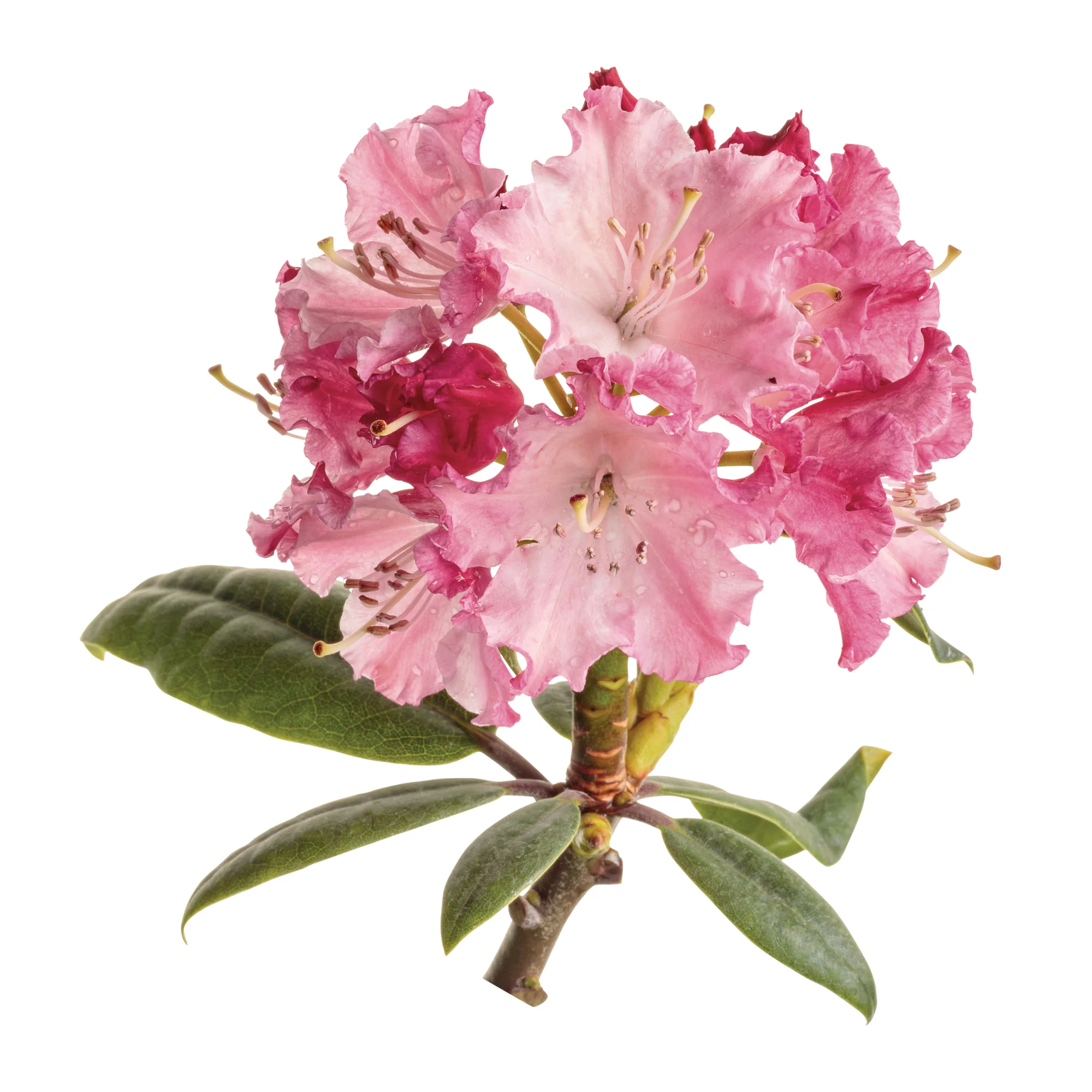 Dandy Man Color Wheel® Rhododendron - Image 5