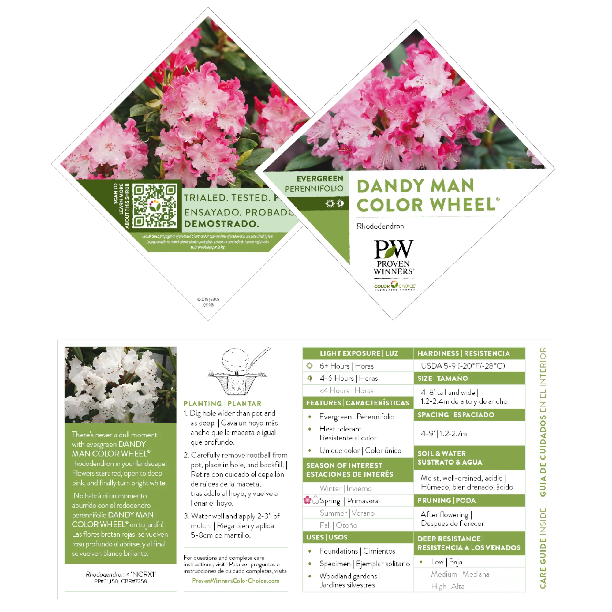 Dandy Man Color Wheel® Rhododendron - Image 7