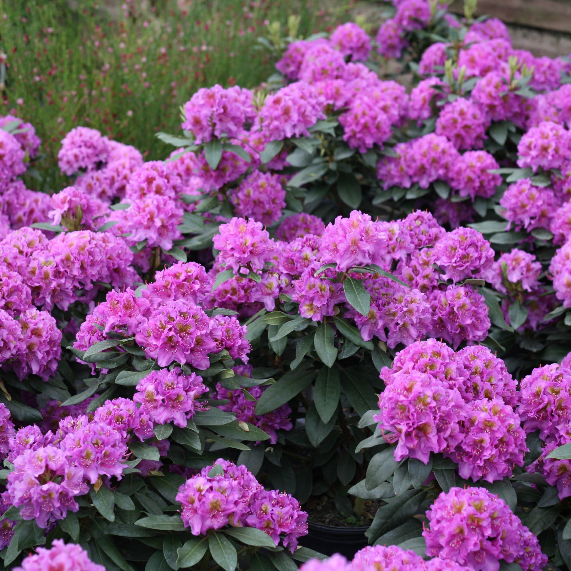 Dandy Man® Purple (Rhododendron x) - Image 4