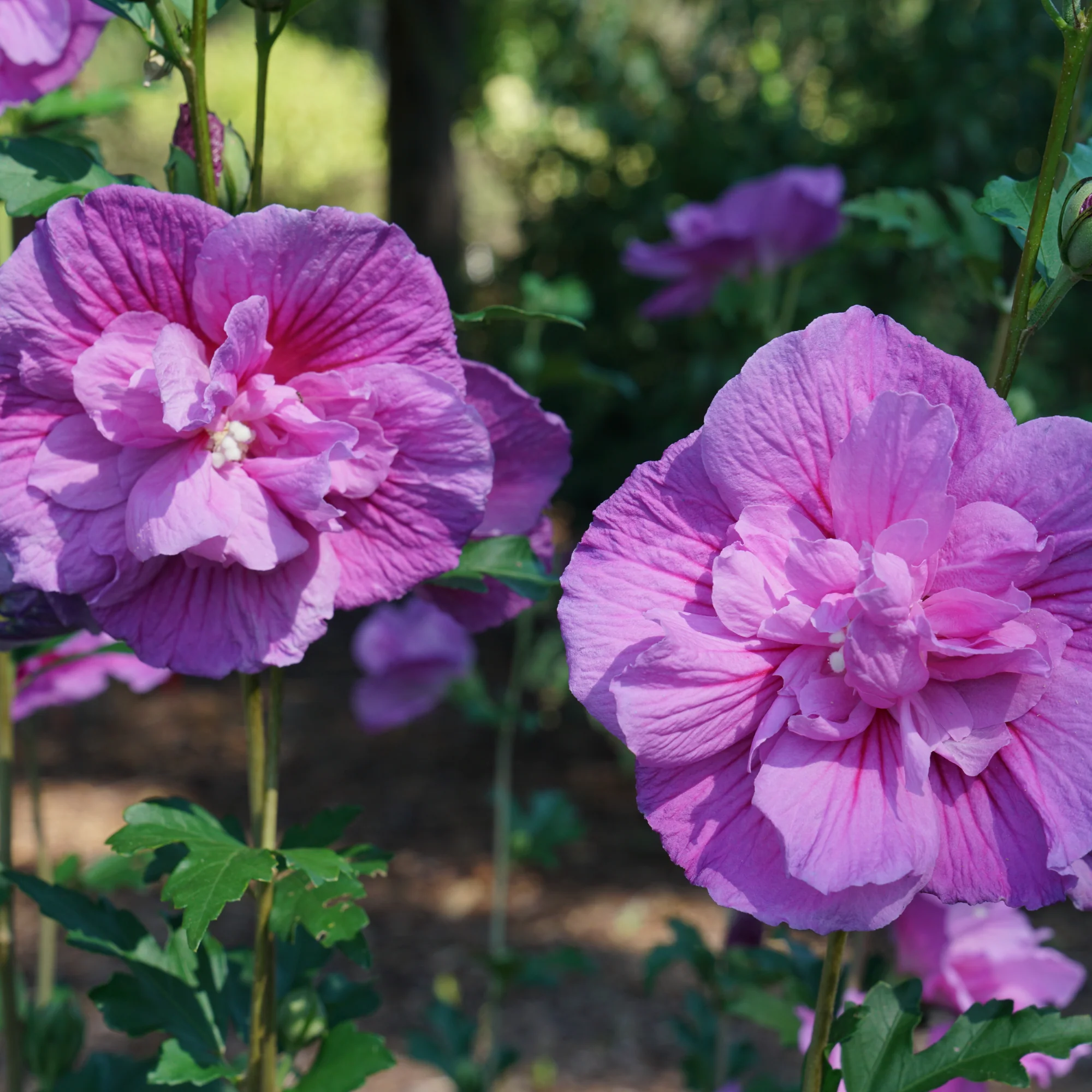 Dark Lavender Chiffon® Rose of Sharon (Hibiscus syriacus) - Image 3