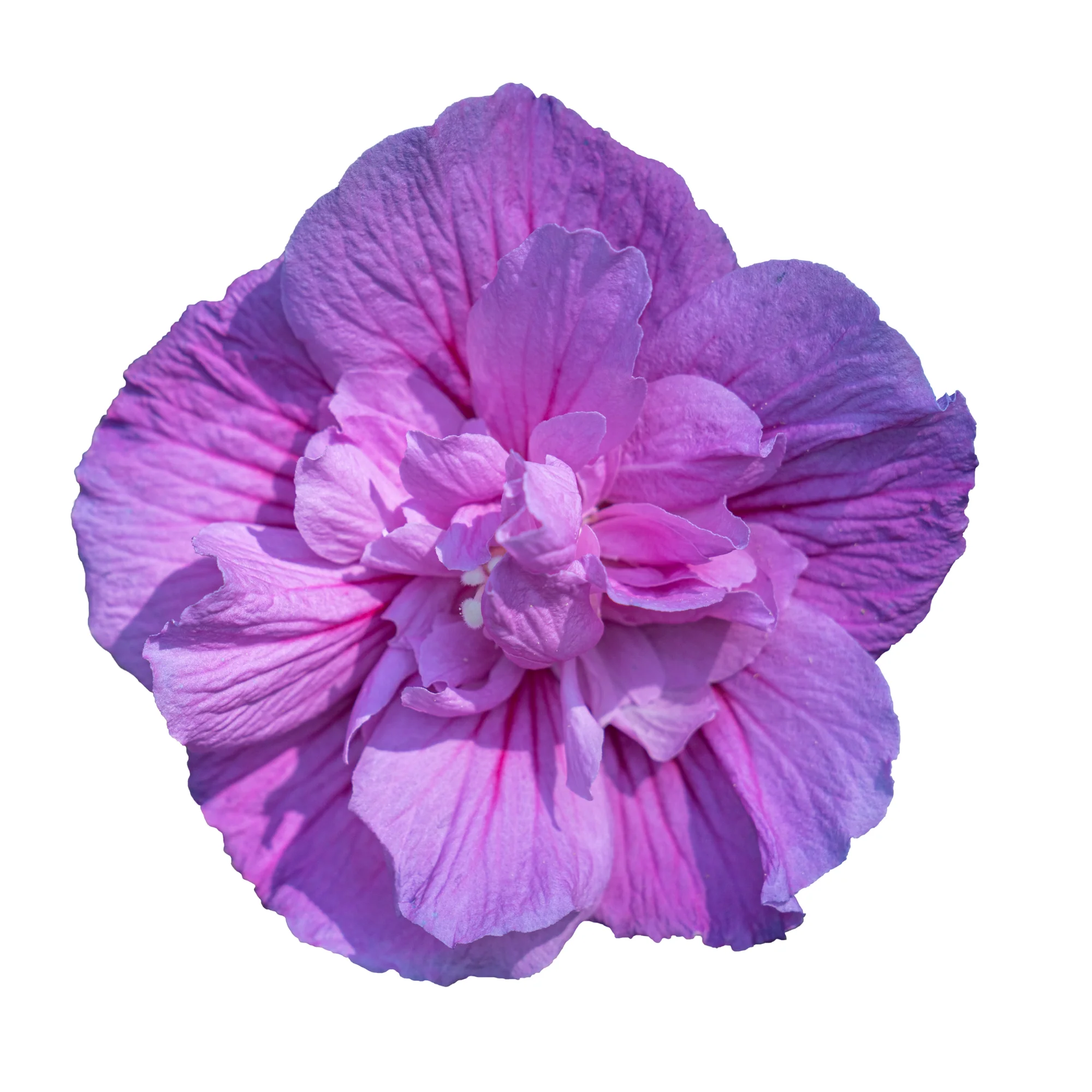 Dark Lavender Chiffon® Rose of Sharon (Hibiscus syriacus) - Image 6