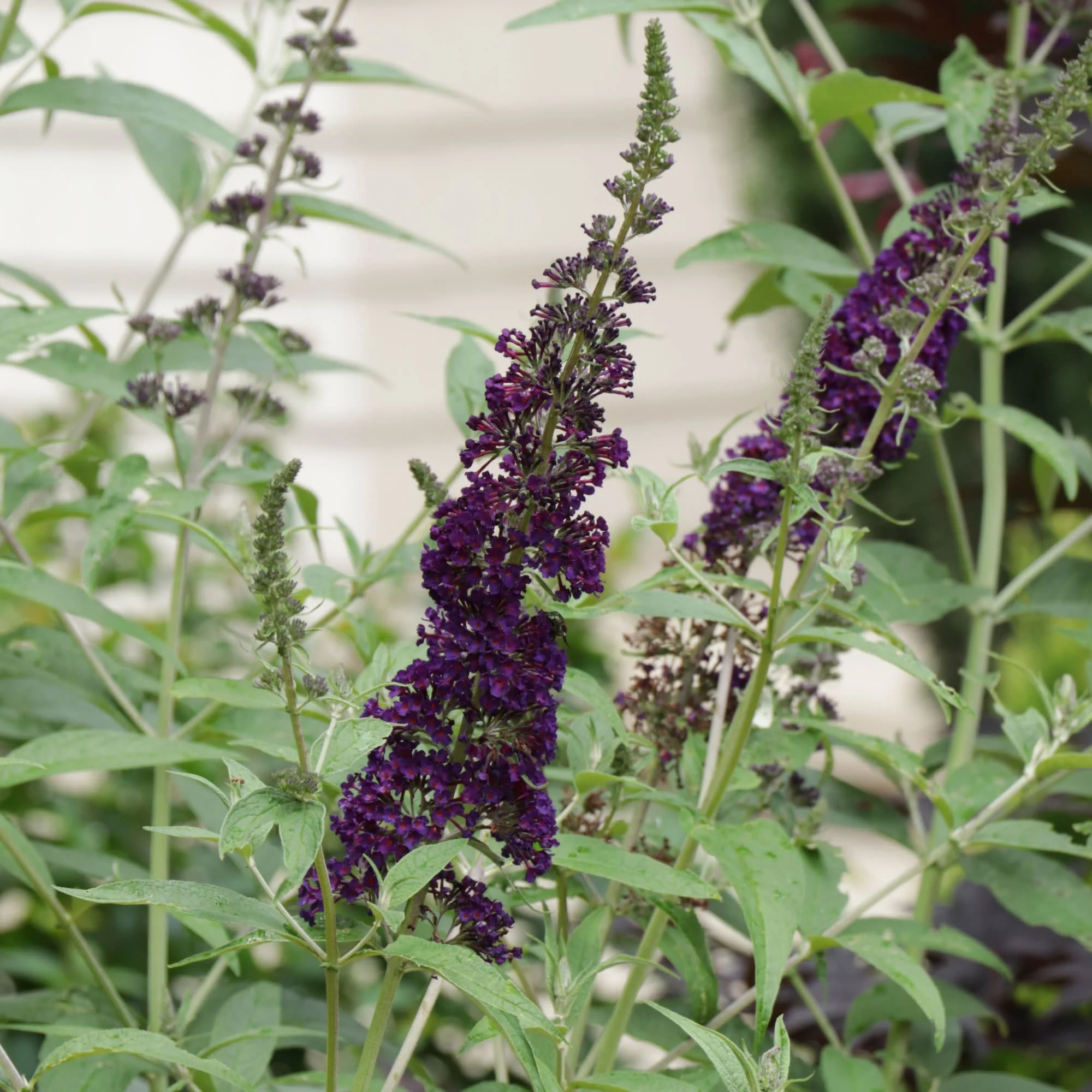 Darkest Night™ Butterfly Bush (Buddleia x) | Proven Winners® New Variety 2027 - Image 3