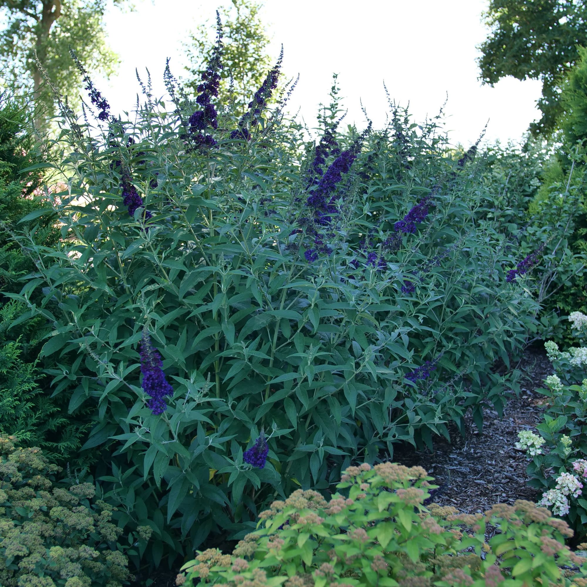 Darkest Night™ Butterfly Bush (Buddleia x) | Proven Winners® New Variety 2027 - Image 4