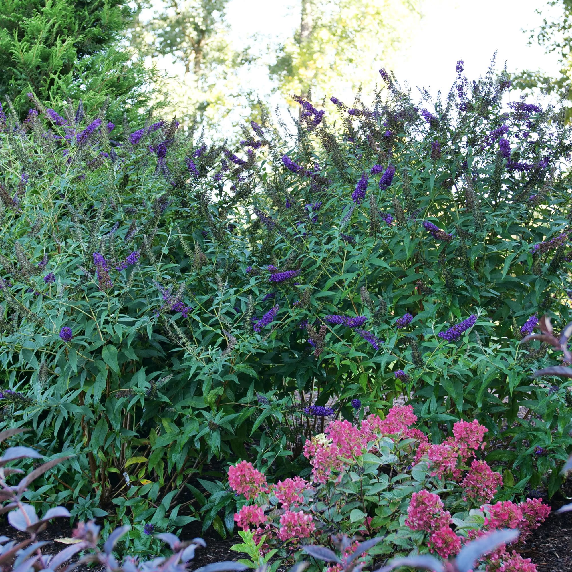 Darkest Night™ Butterfly Bush (Buddleia x) | Proven Winners® New Variety 2027 - Image 5
