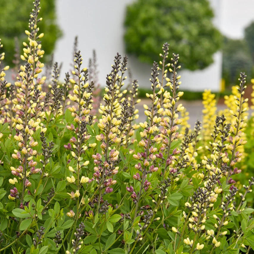 Decadence® Deluxe 'Pink Lemonade' False Indigo (Baptisia hybrid) - Image 2