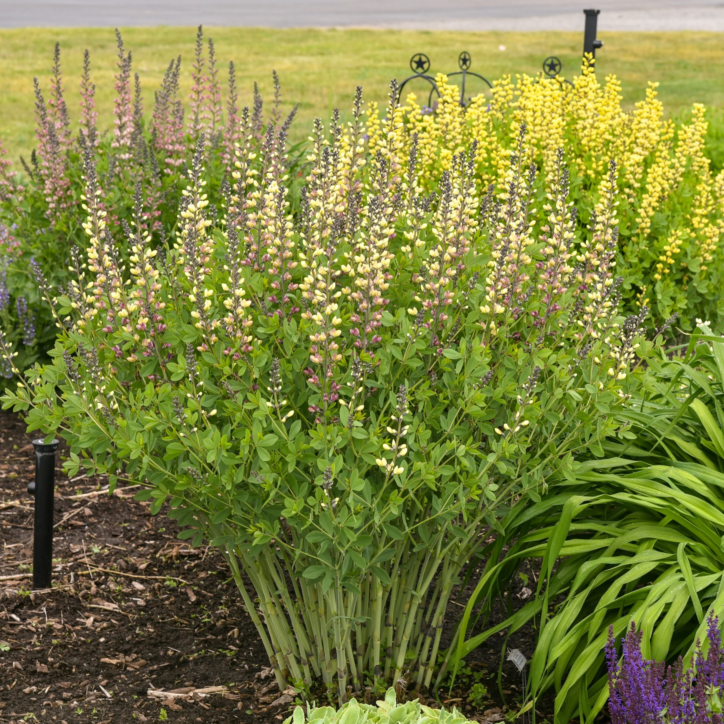 Decadence® Deluxe 'Pink Lemonade' False Indigo (Baptisia hybrid) - Image 8