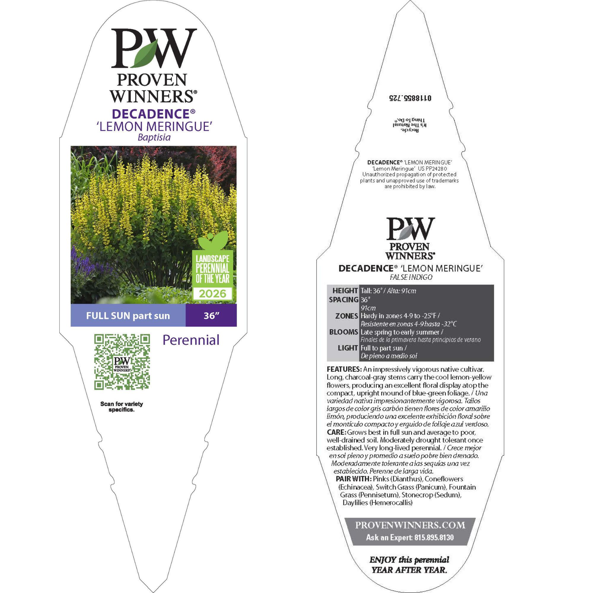 Decadence® 'Lemon Meringue' False Indigo (Baptisia hybrid) - Image 11