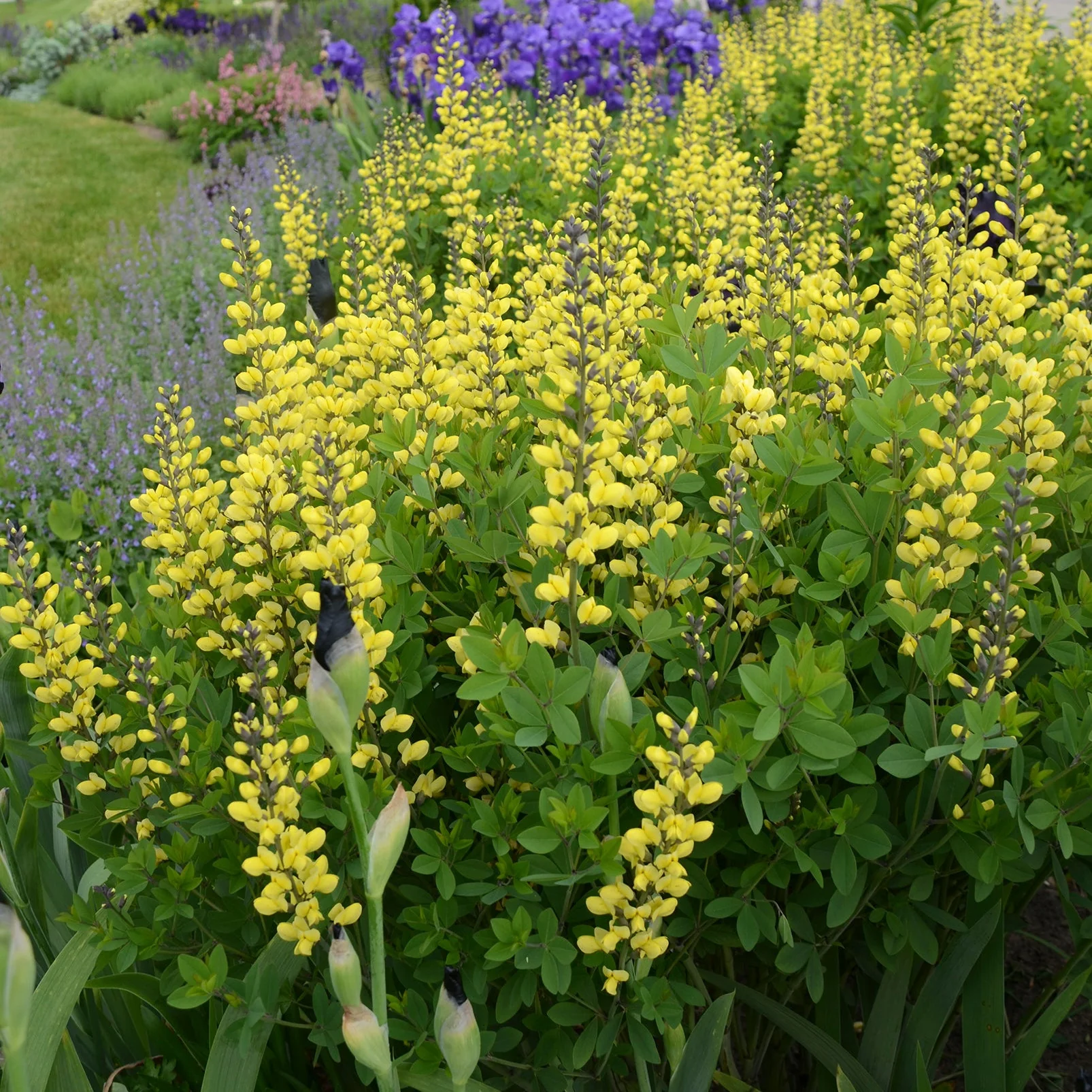 Decadence® 'Lemon Meringue' False Indigo (Baptisia hybrid) - Image 2