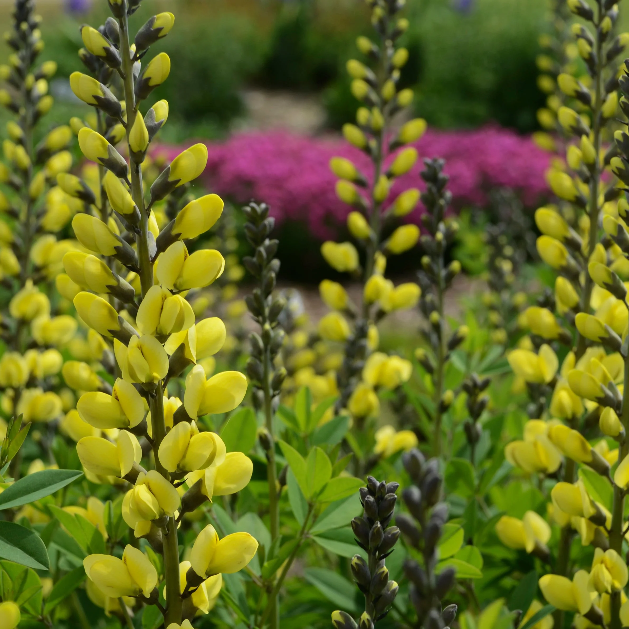 Decadence® 'Lemon Meringue' False Indigo (Baptisia hybrid) - Image 3