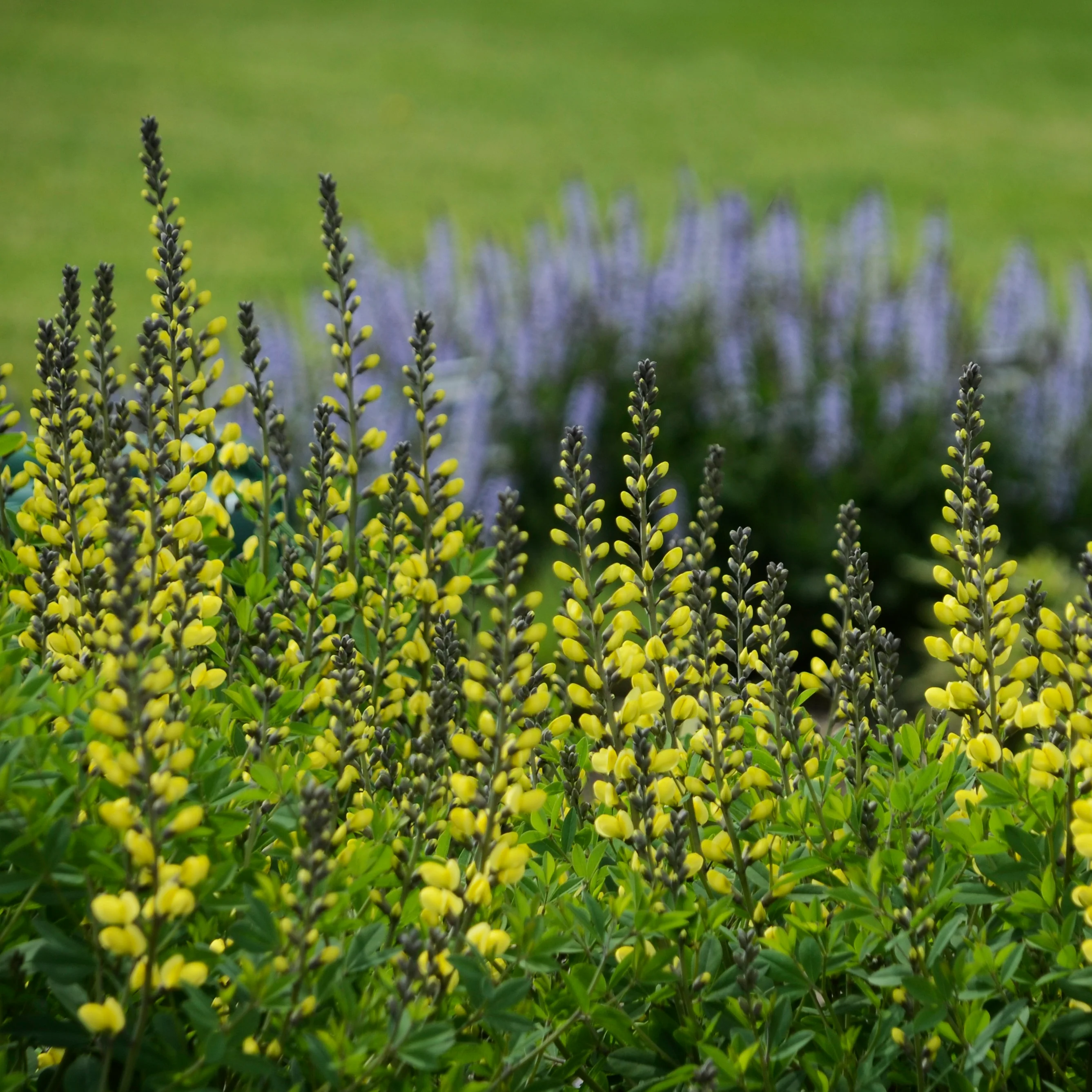Decadence® 'Lemon Meringue' False Indigo (Baptisia hybrid) - Image 5